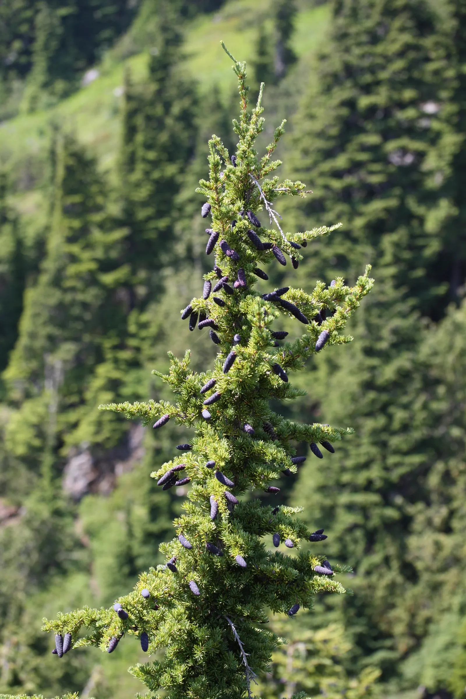 Mountain Hemlock (Tsuga Mertensiana) — well-drained acidic soils and is tolerant of shade