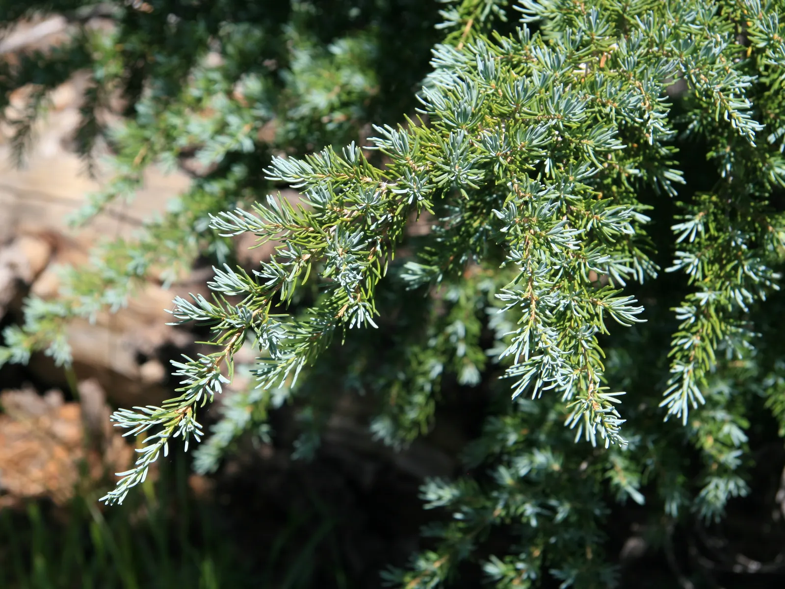 Mountain Hemlock (Tsuga Mertensiana) — Mountain Hemlock (Tsuga mertensiana) is a coniferous evergreen suited for cooler climates
