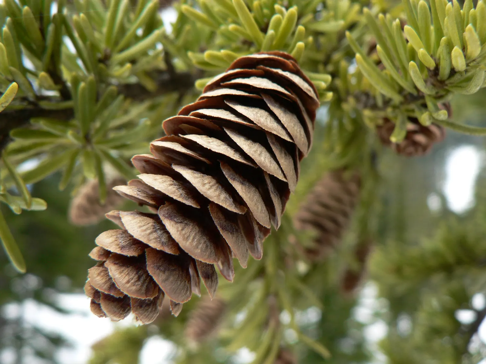 Mountain Hemlock (Tsuga Mertensiana) — is accentuated by its horizontally spreading branches that droop elegantly at the tips