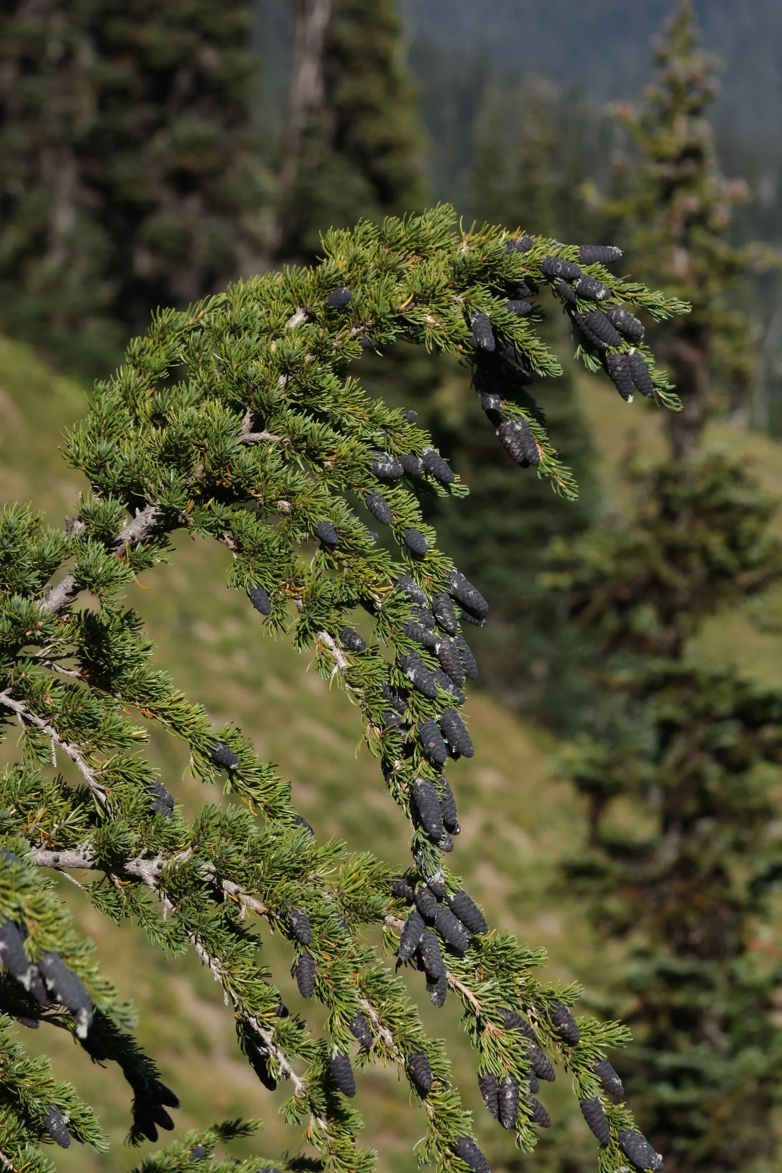 Mountain Hemlock (Tsuga Mertensiana) — it should be noted that Tsuga mertensiana prefers moist