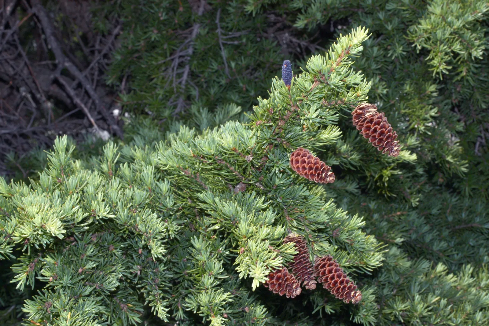 Mountain Hemlock (Tsuga Mertensiana) — scaled bark adds a rugged aesthetic