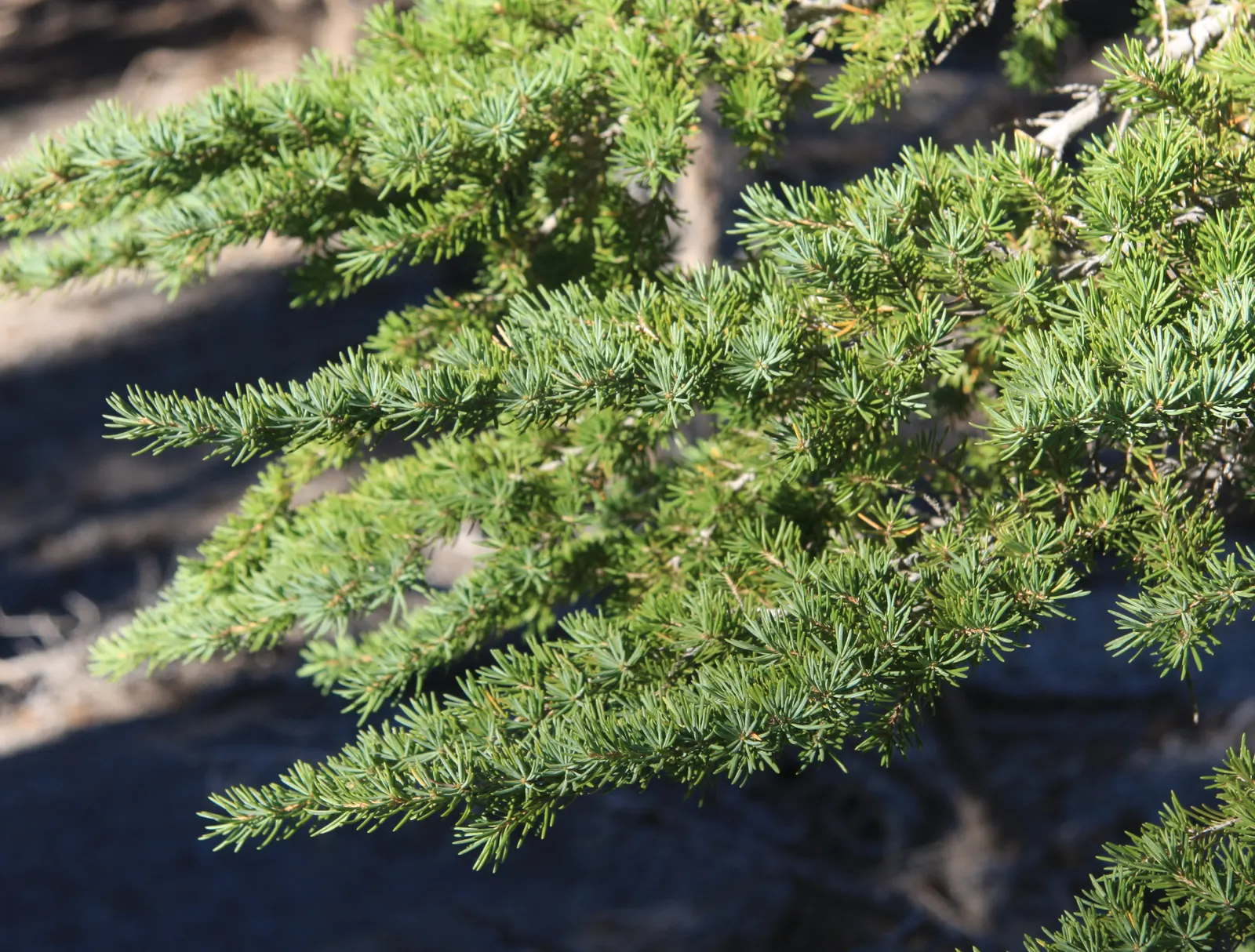 Mountain Hemlock (Tsuga Mertensiana) — This slow-growing tree reaches a mature height of 40 to 150 feet