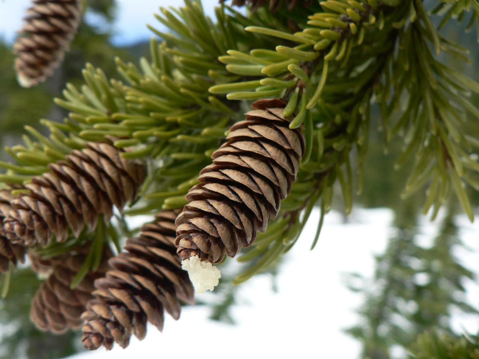 Mountain Hemlock (Tsuga Mertensiana) — it thrives in USDA hardiness zones 4 through 7