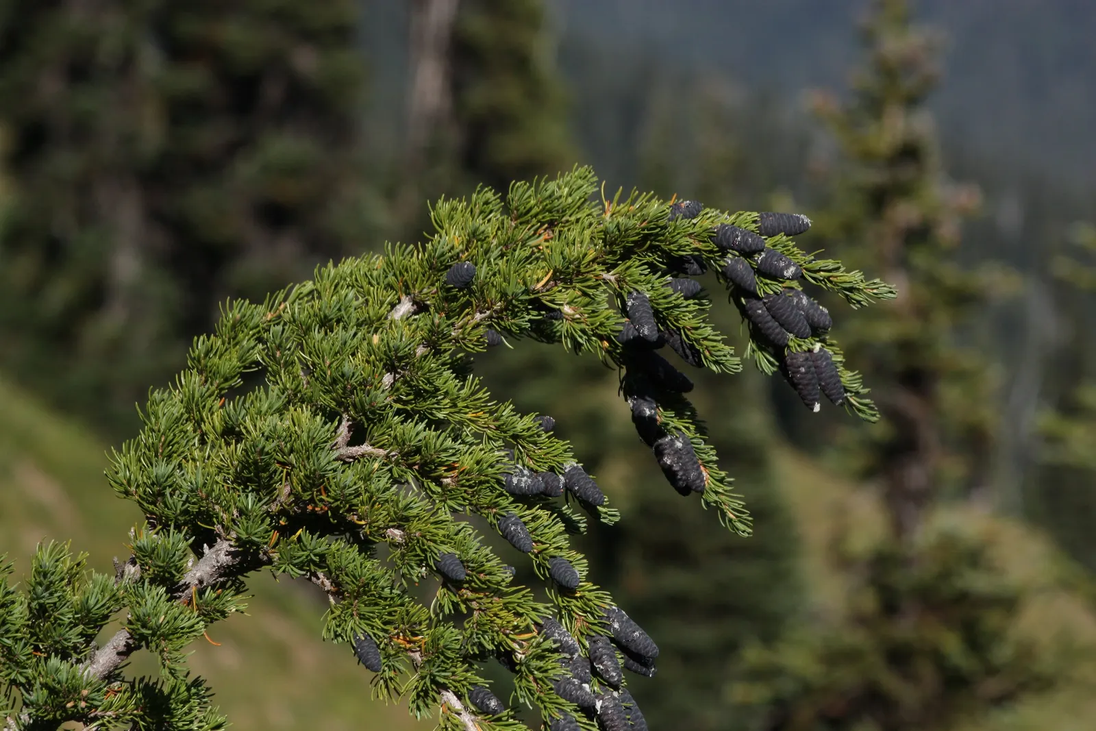 Mountain Hemlock (Tsuga Mertensiana) — and a link to the natural elegance of the mountainous regions it represents