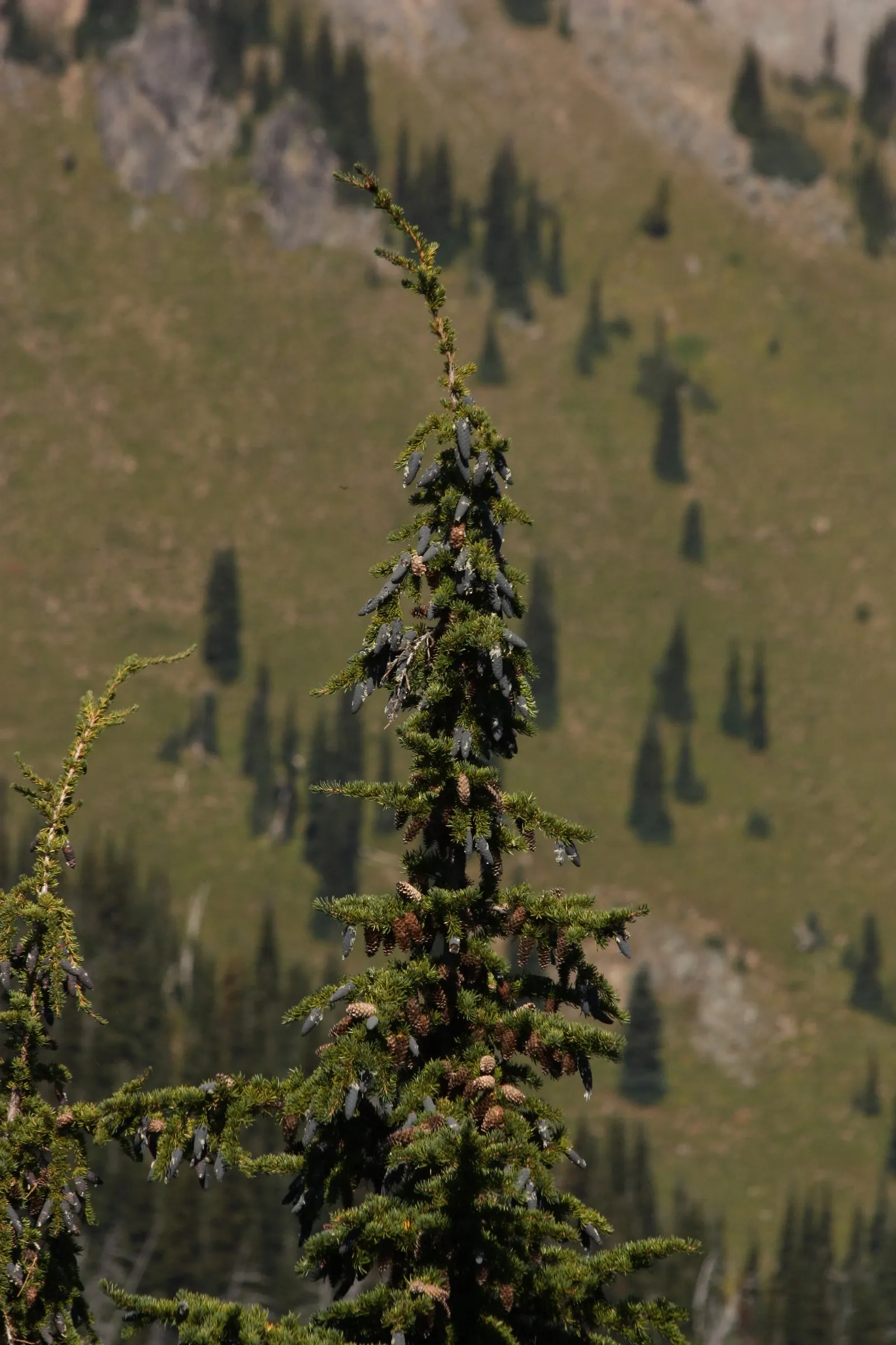 Mountain Hemlock (Tsuga Mertensiana) — providing a subtle decorative element that contrasts nicely with the foliage.<br><br>When planning