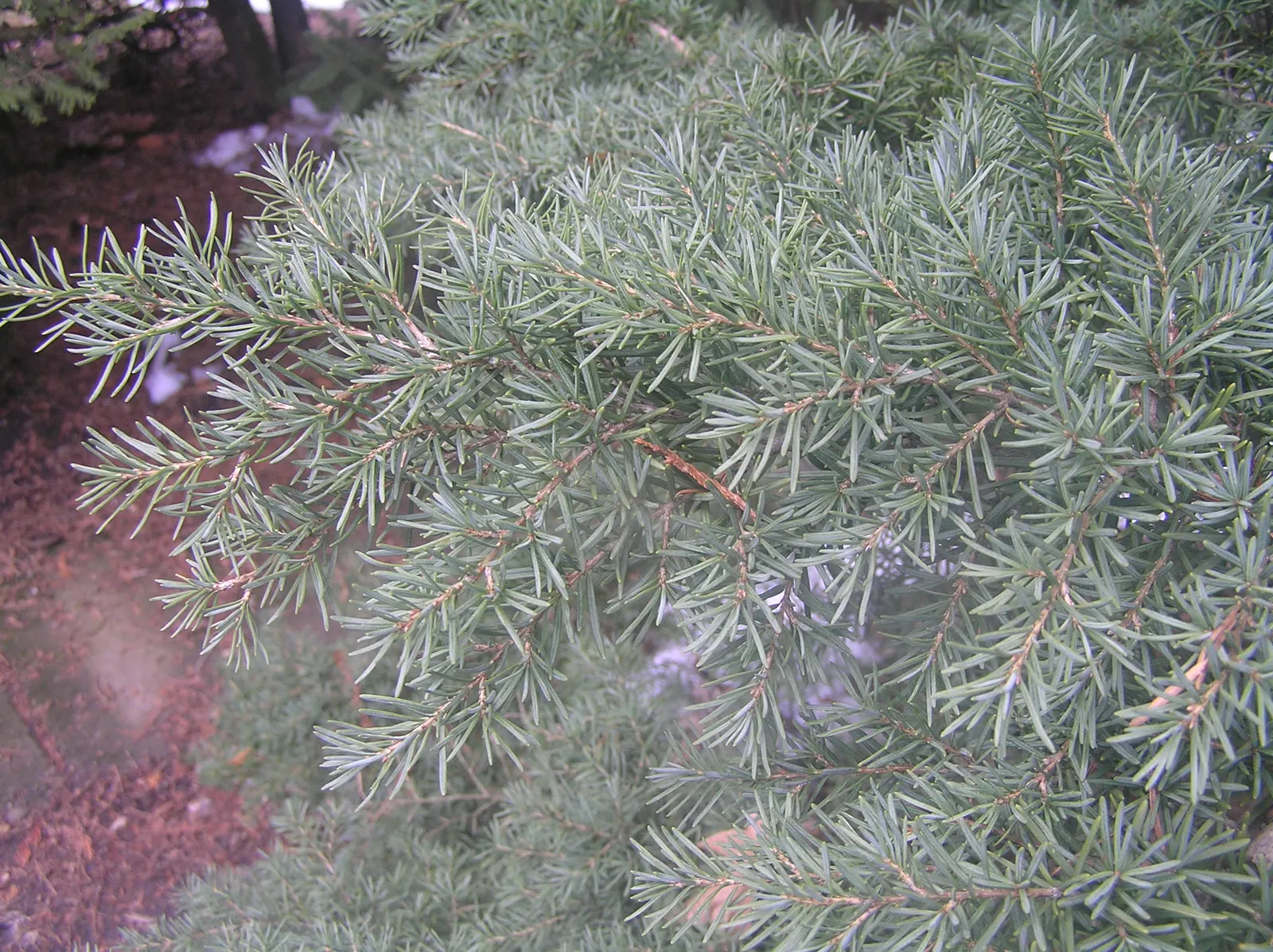 Mountain Hemlock (Tsuga Mertensiana) — It's perfect for creating a serene, evergreen backdrop or as a focal point in spacious gardens