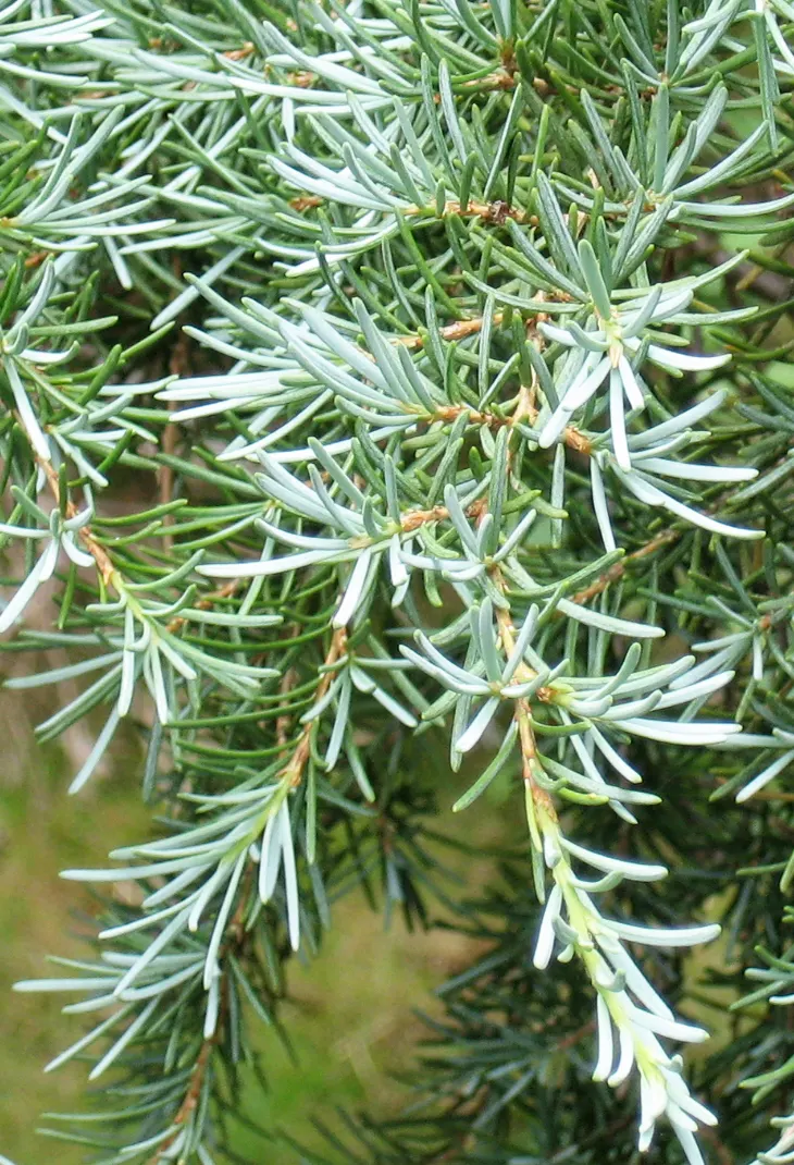 Mountain Hemlock (Tsuga Mertensiana) — This species is relatively low maintenance but should be monitored for potential pests