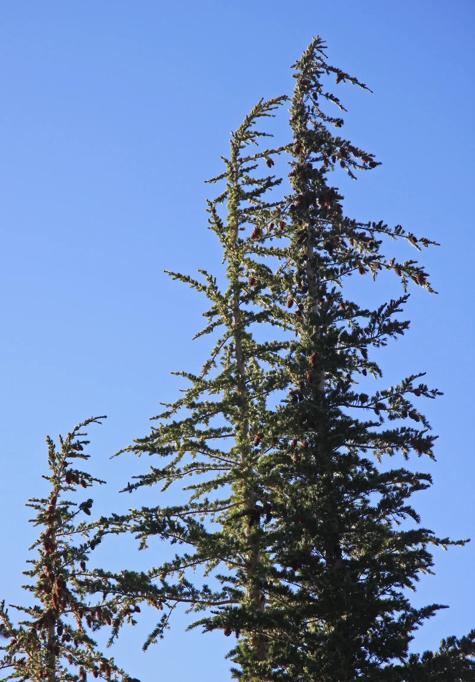 Mountain Hemlock (Tsuga Mertensiana) — such as the hemlock woolly adelgid.<br><br>Incorporating Mountain Hemlock into a landscape provides structure