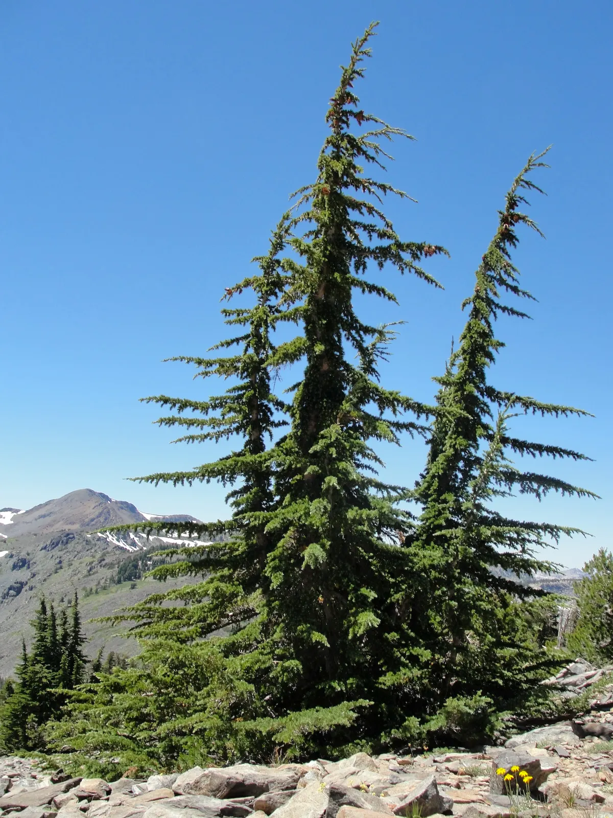 Mountain Hemlock (Tsuga Mertensiana) — The tree's needles are short