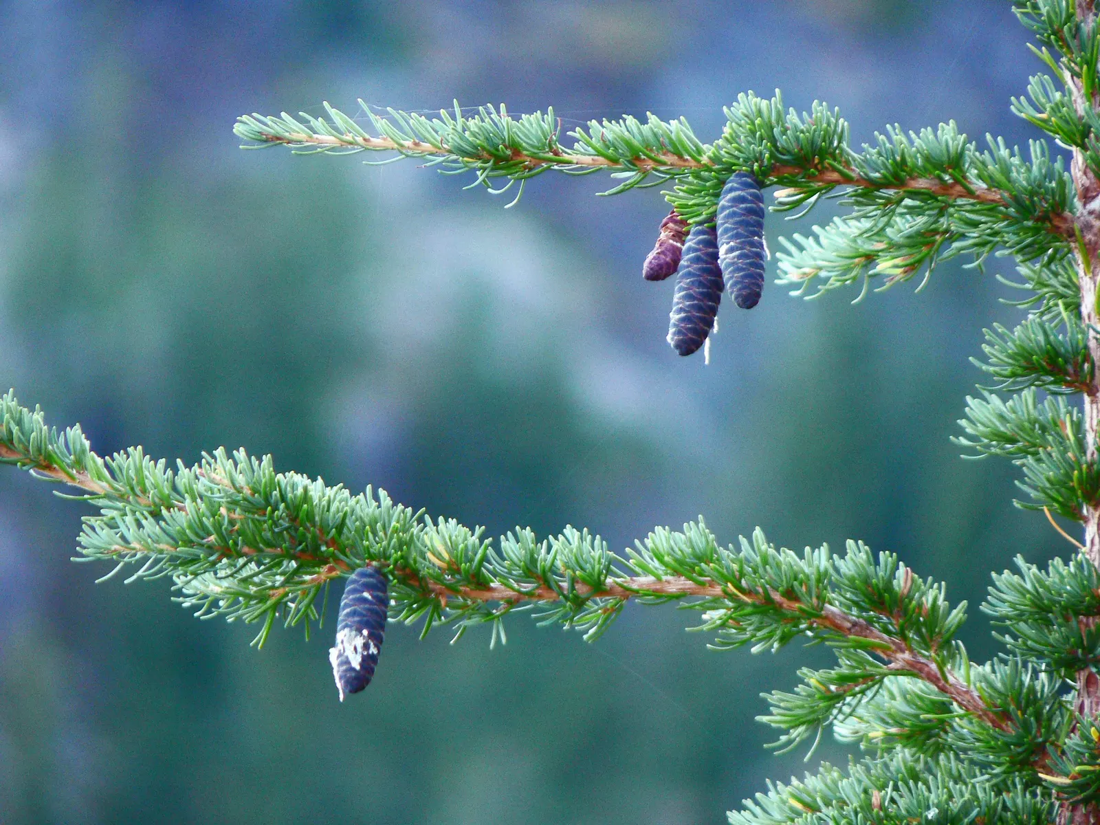 Mountain Hemlock (Tsuga Mertensiana) — reaching up to 131 feet tall with a 3-foot trunk diameter; the mountain hemlock's pyramidal shape