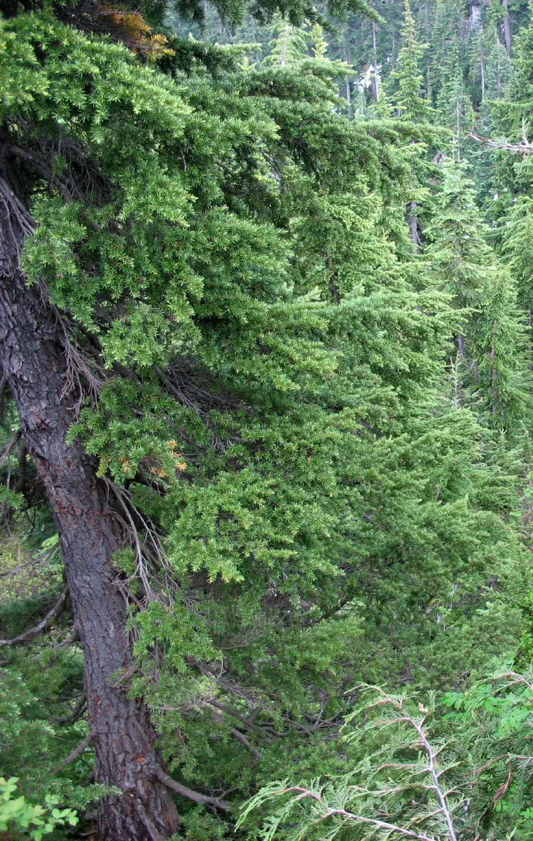 Mountain Hemlock (Tsuga Mertensiana) — with a spread of 20 to 30 feet