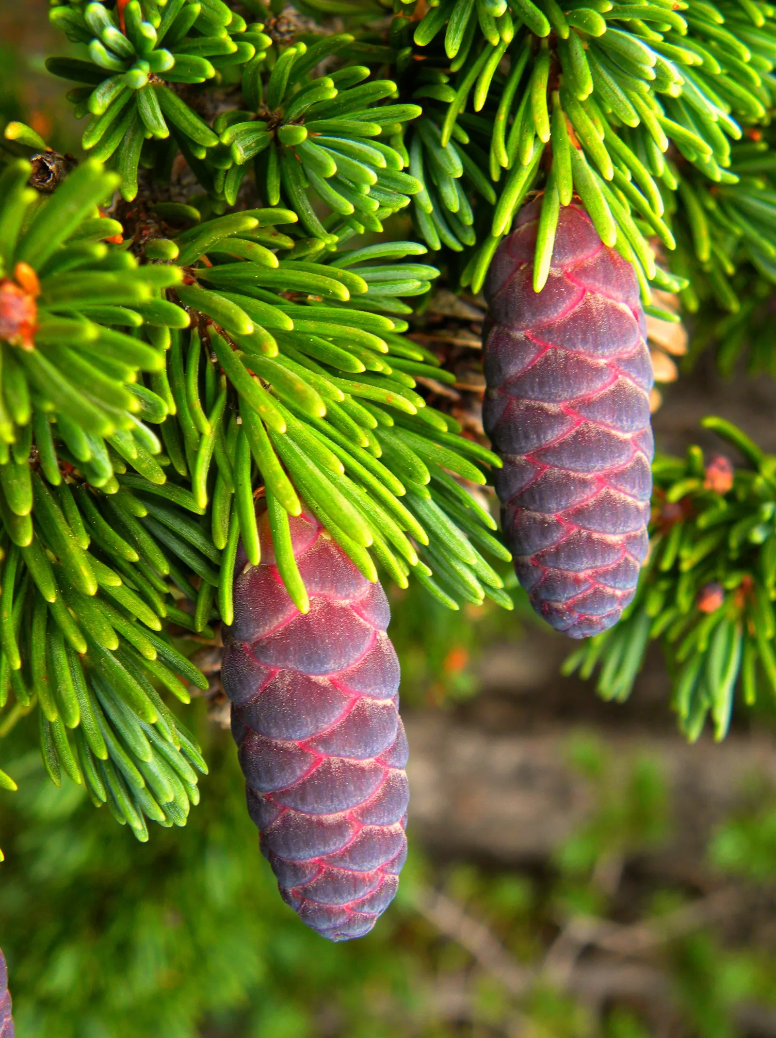Mountain Hemlock (Tsuga Mertensiana) — although it performs best in full sun to partial shade