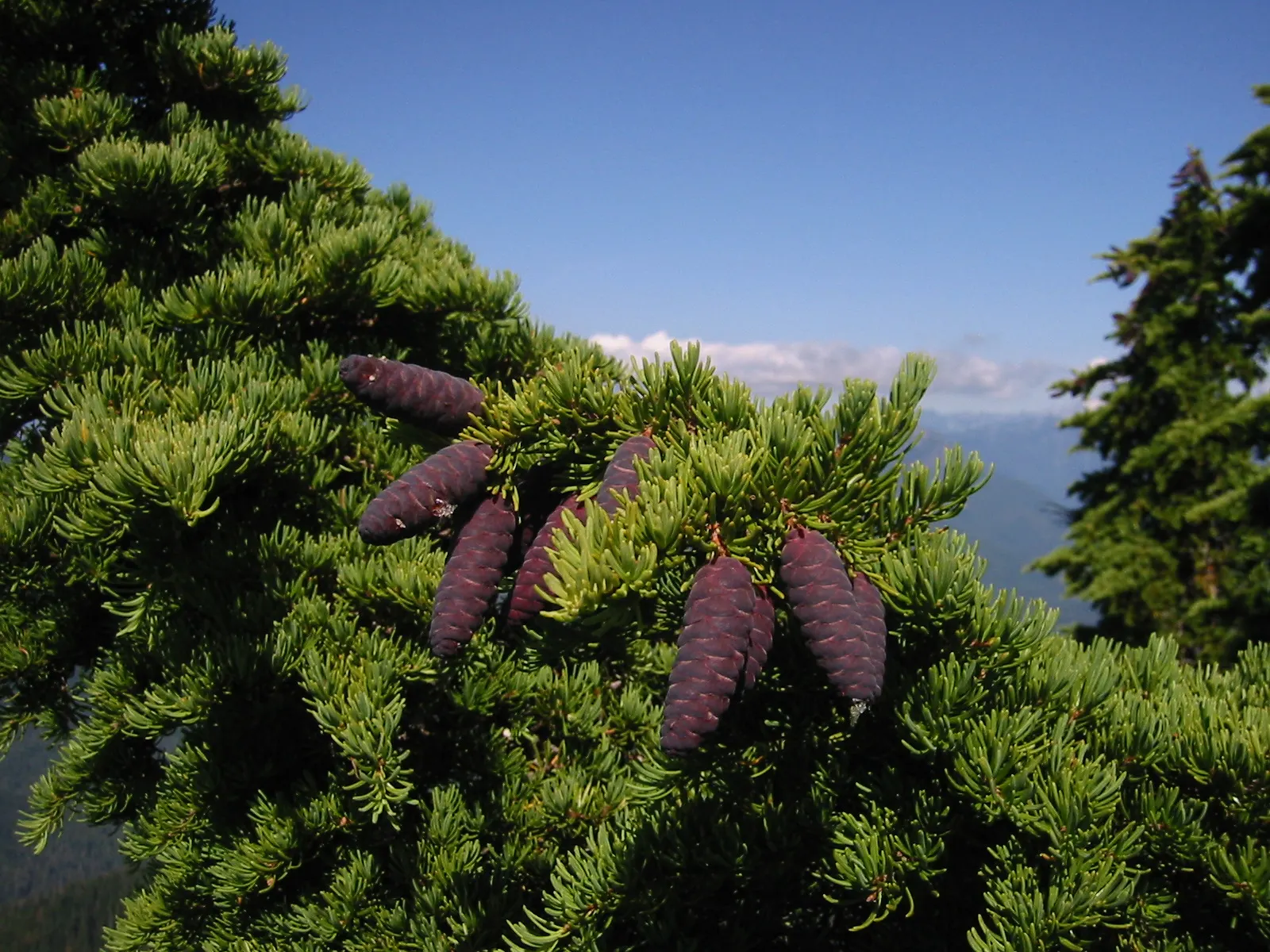 Mountain Hemlock (Tsuga Mertensiana) — ranging from gray-brown to reddish-brown
