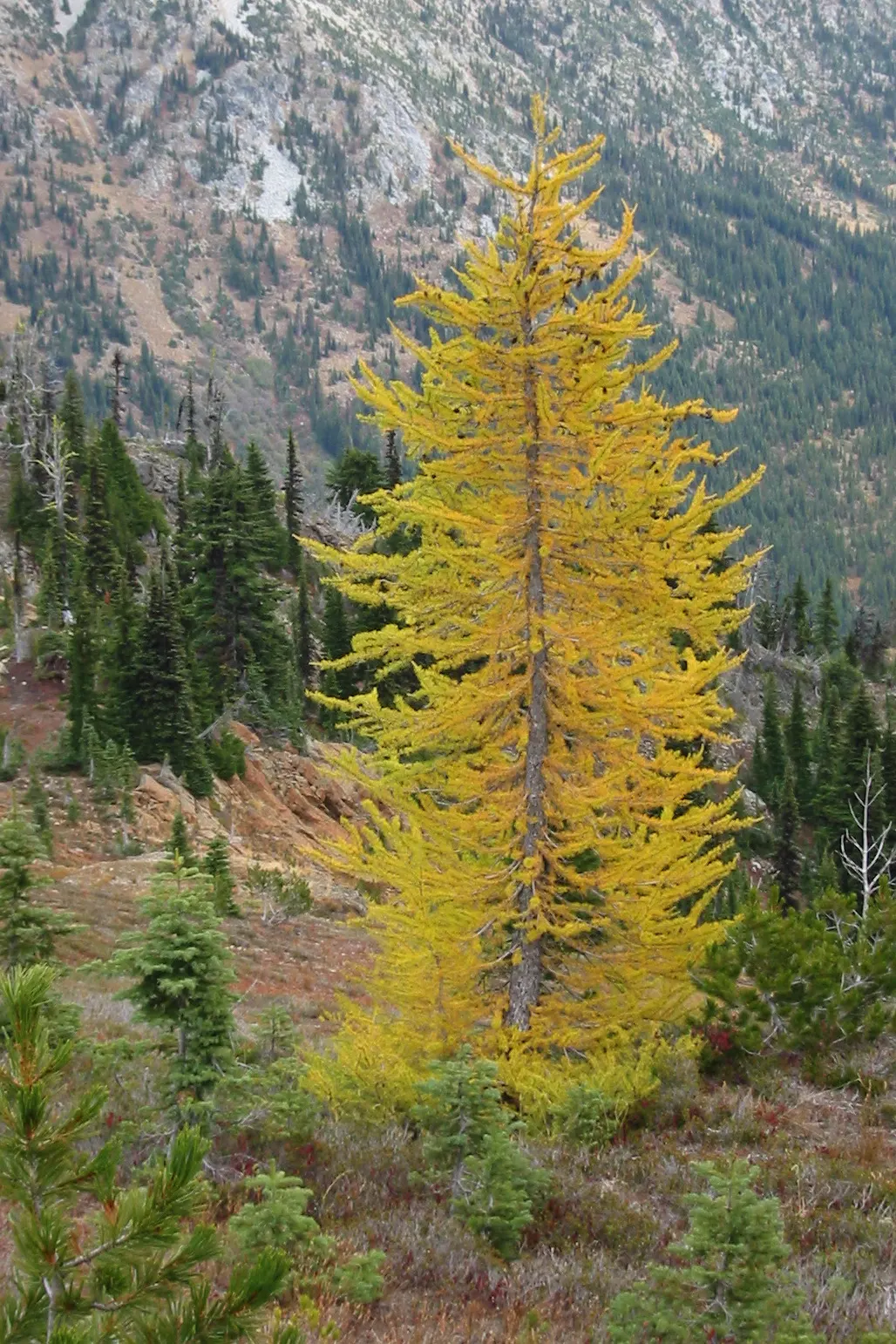 Mountain Hemlock (Tsuga Mertensiana) — The bluish-green needles and purple-brown cones add to its alpine aesthetic