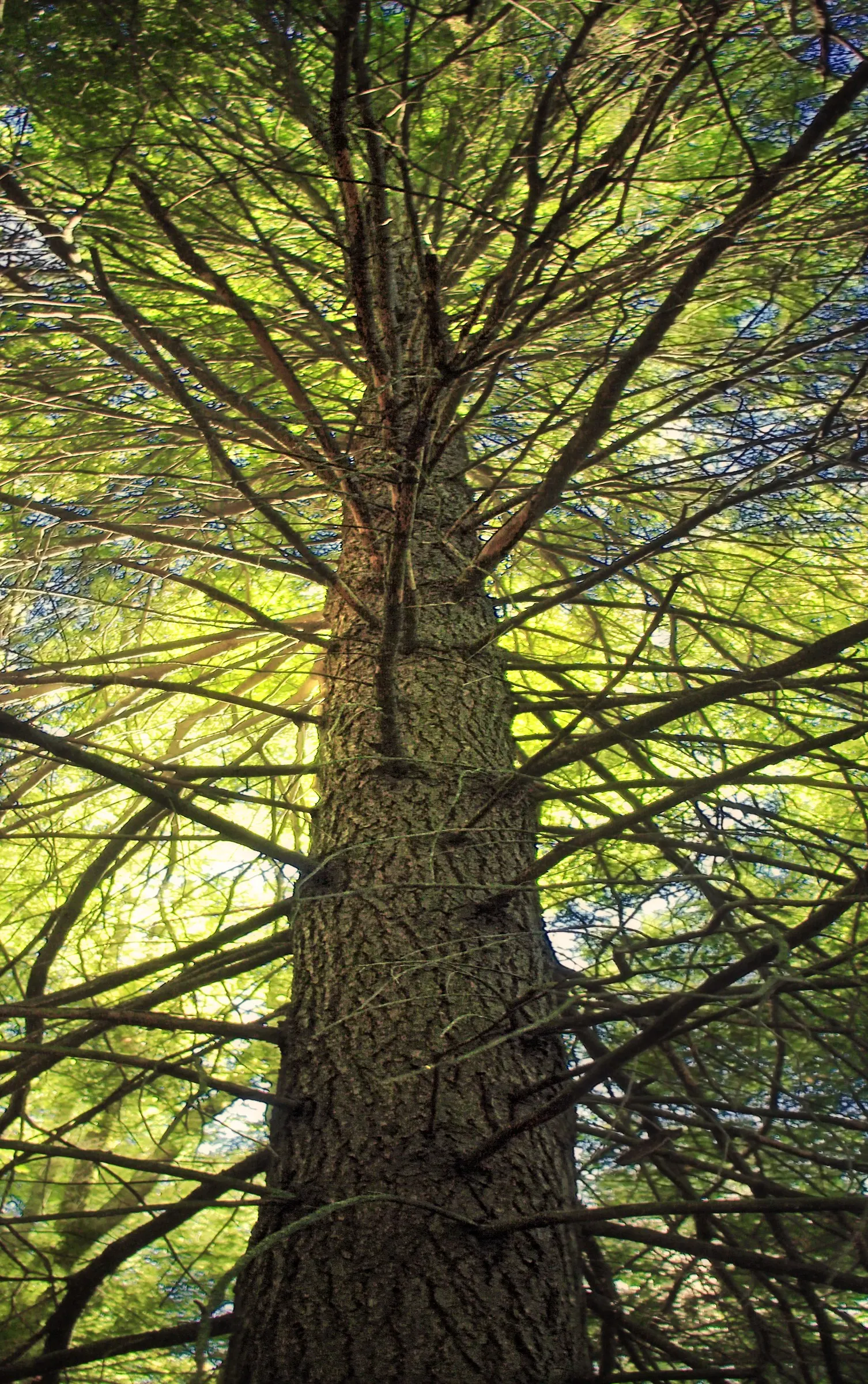 Mountain Hemlock (Tsuga Mertensiana) — Its narrow, conical shape and pendulous branches with fine, feathery foliage are distinctive; ranging from gray-brown to