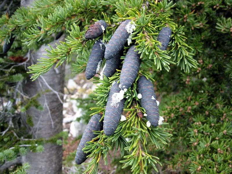 Mountain Hemlock (Tsuga Mertensiana) — The bluish-green needles and purple-brown cones add to its alpine aesthetic, image 32