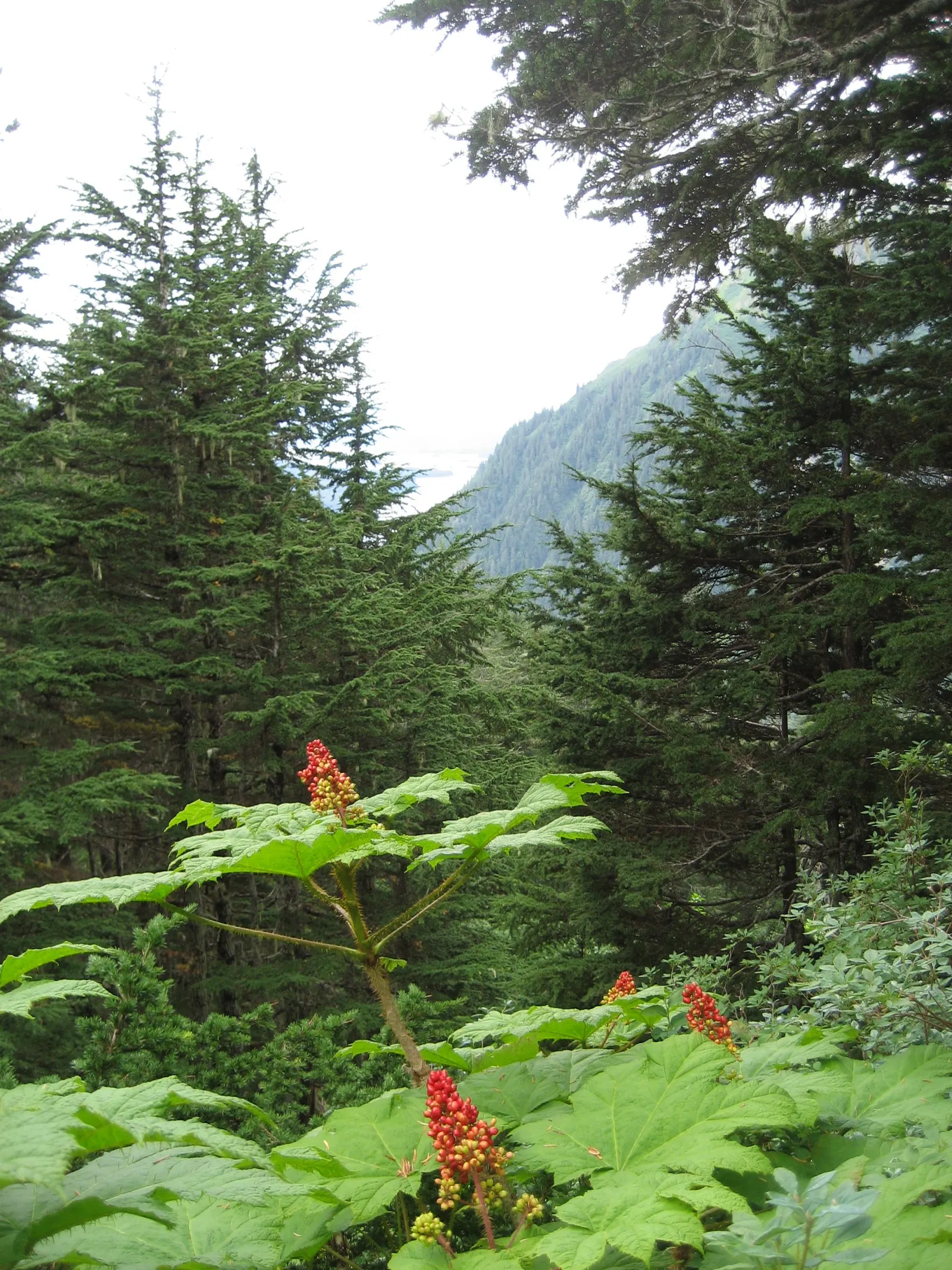 Mountain Hemlock (Tsuga Mertensiana) — arranged in a spiral pattern that gives the foliage a dense
