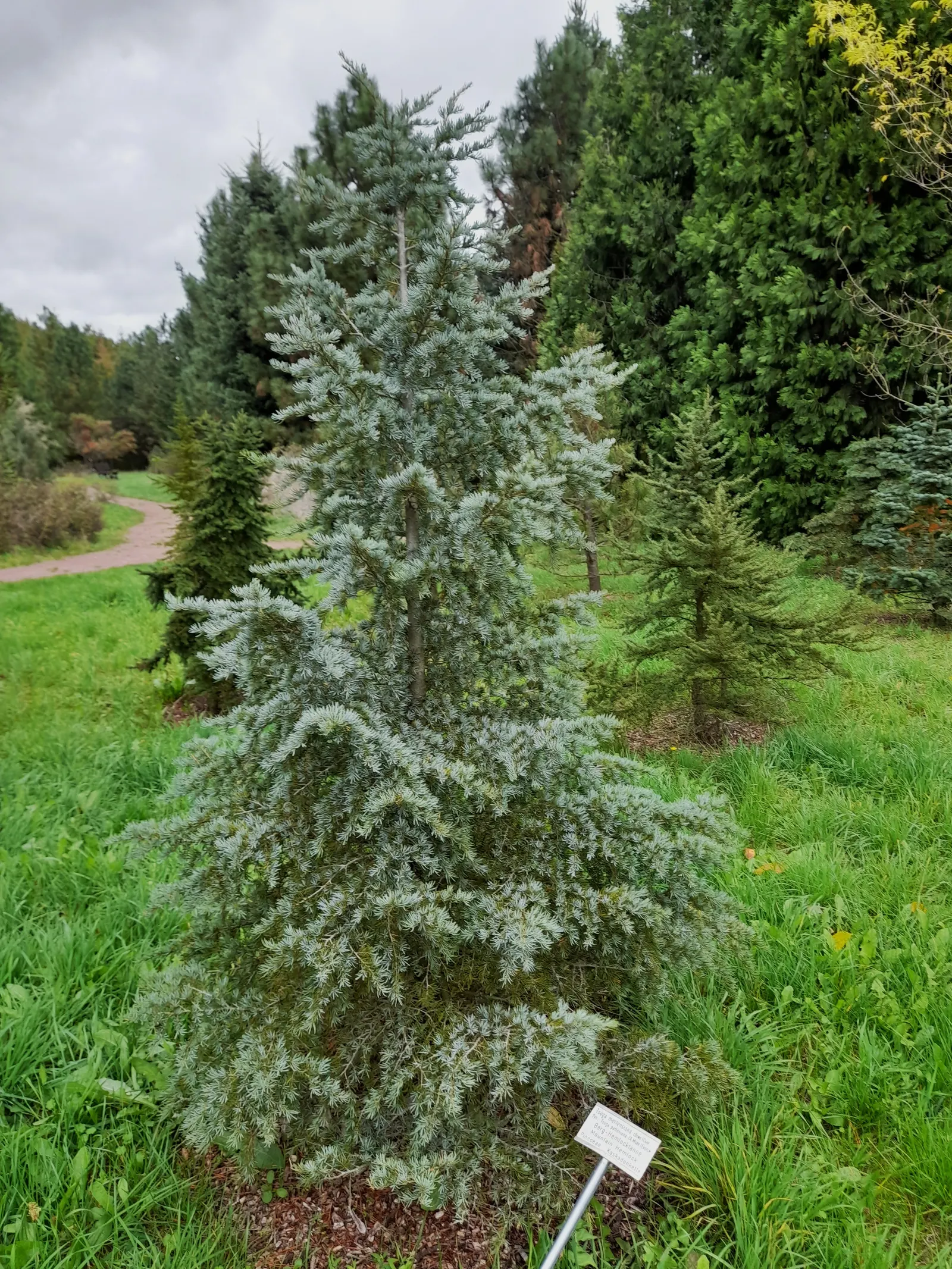 Mountain Hemlock (Tsuga Mertensiana) — reaching up to 131 feet tall with a 3-foot trunk diameter