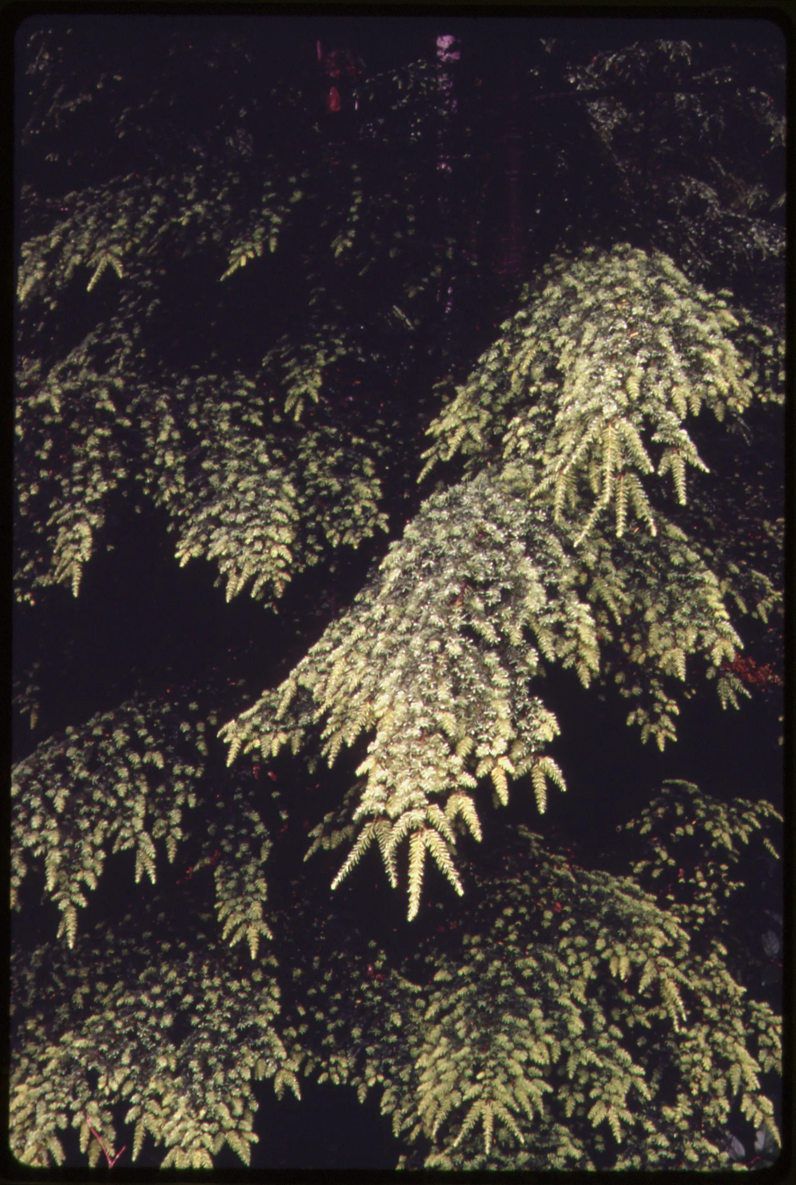 Mountain Hemlock (Tsuga Mertensiana) — This species thrives in well-drained, acidic soil, preferring partial to full sun