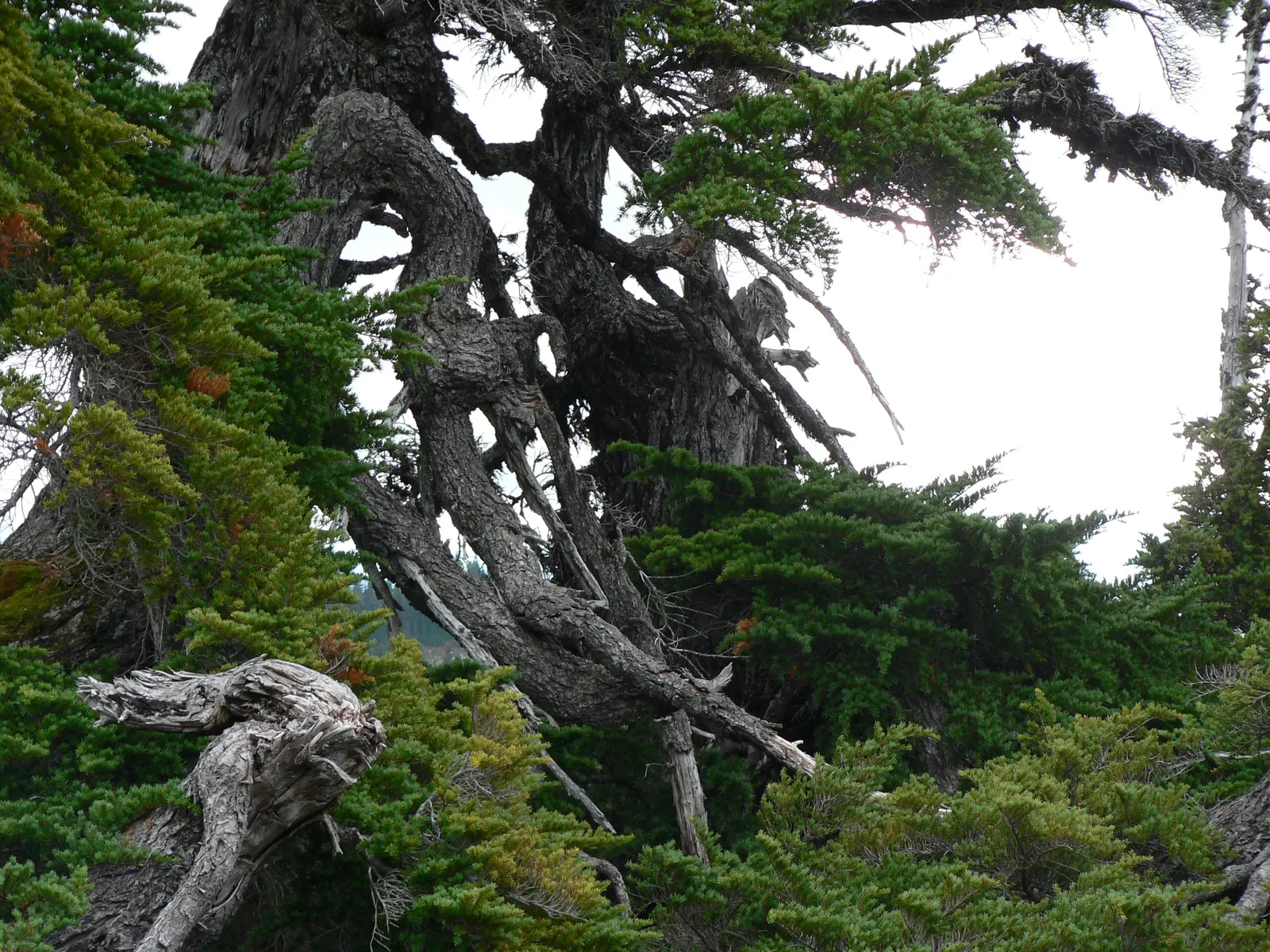 Mountain Hemlock (Tsuga Mertensiana) — conifer / tree for deep shade or full or half or shade