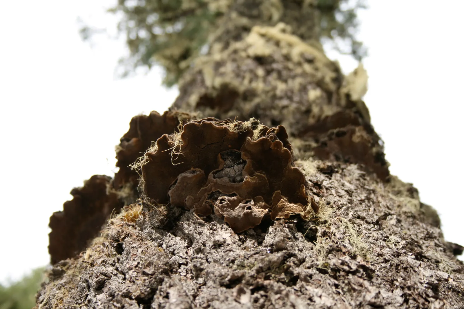 Mountain Hemlock (Tsuga Mertensiana) — textured appearance.<br><br>The rough
