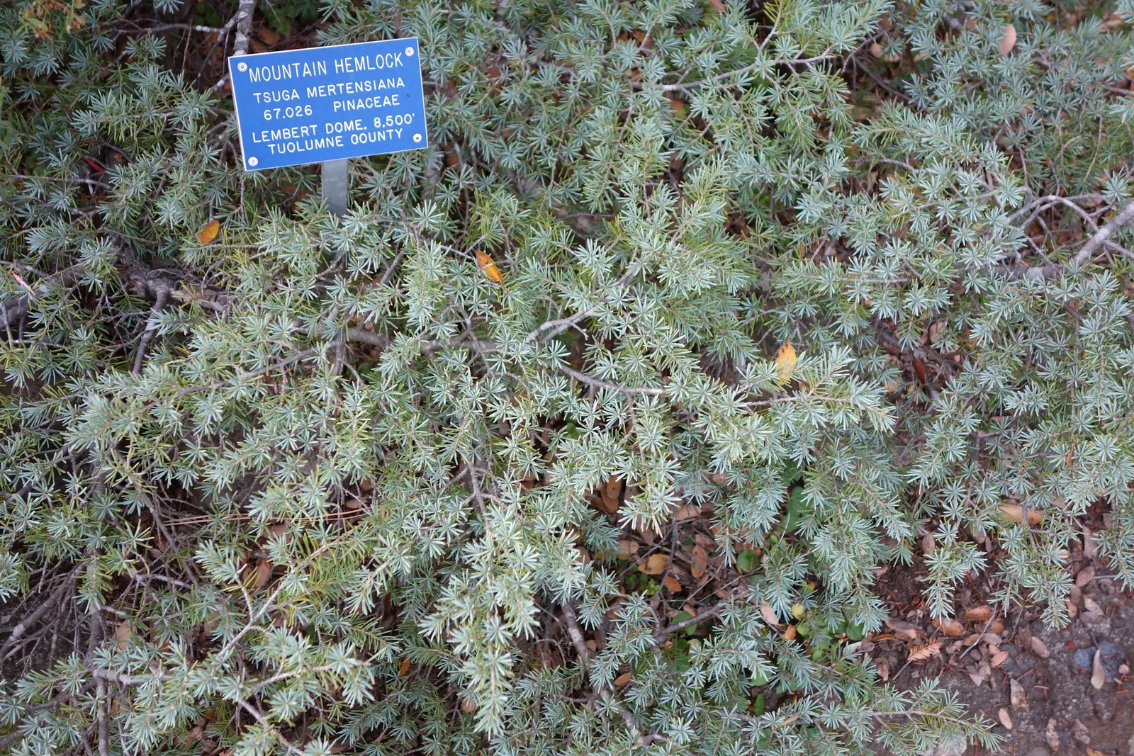 Mountain Hemlock (Tsuga Mertensiana) — This species thrives in well-drained, acidic soil, preferring partial to full sun; and a link to the natural elegance of