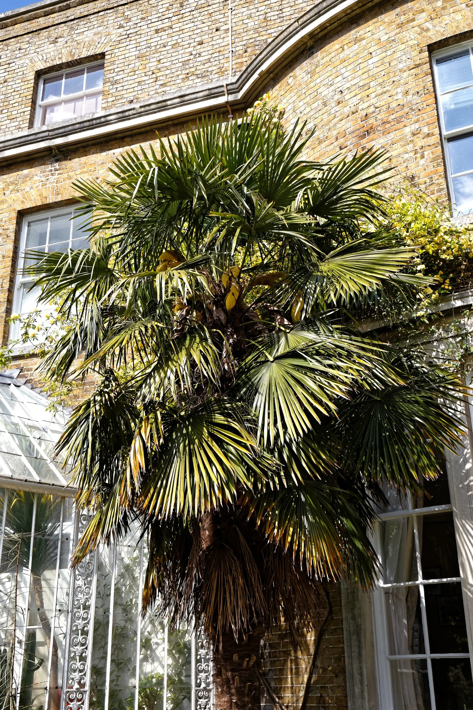 Windmill Palm (Trachycarpus Fortunei) — reminiscent of a windmill - hence the name.<br><br>Being one of the more cold-tolerant palms; with a, image 90