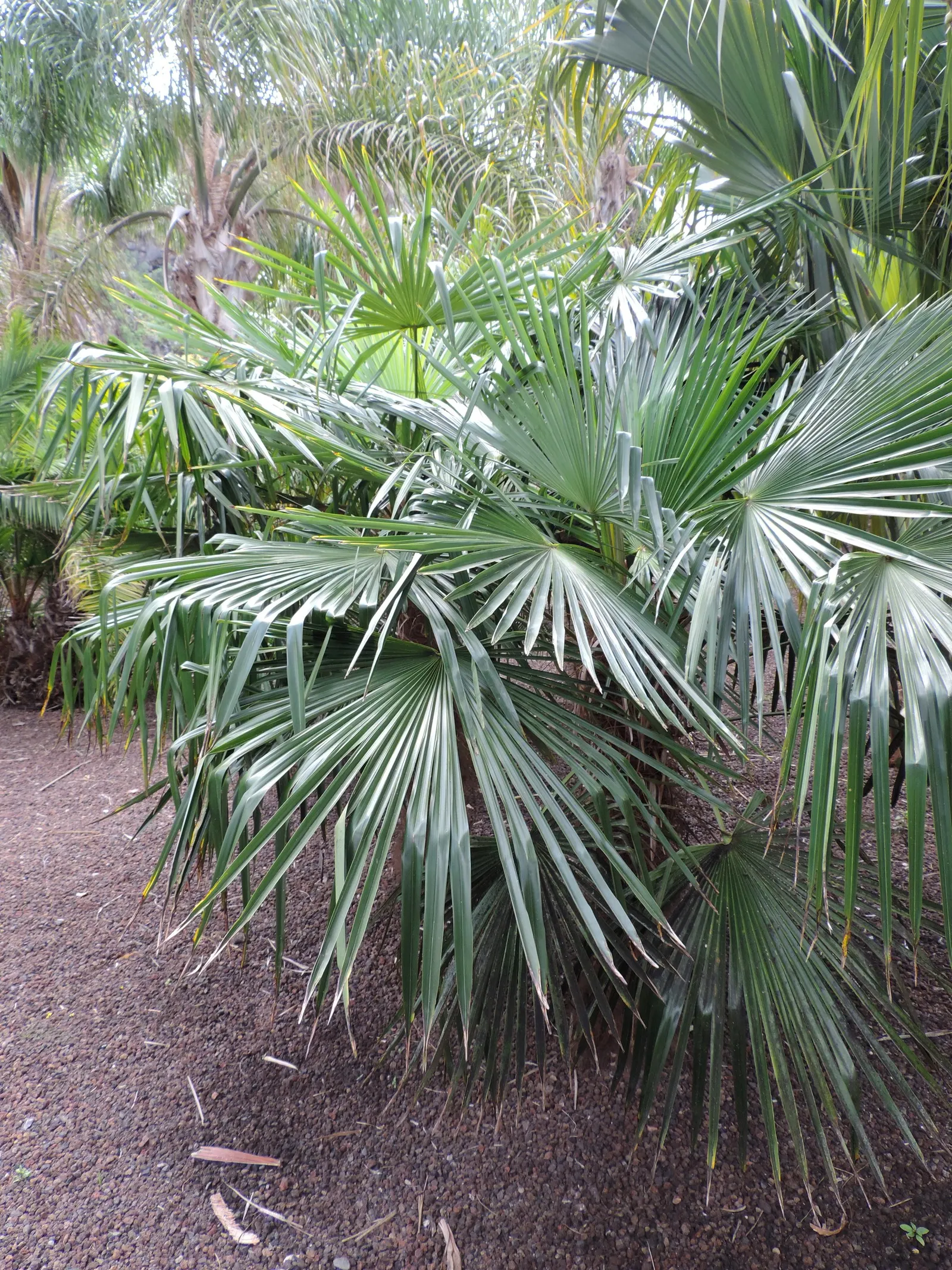 Windmill Palm (Trachycarpus Fortunei) — requiring minimal pruning; arranged circularly at the top of the single trunk, image 81