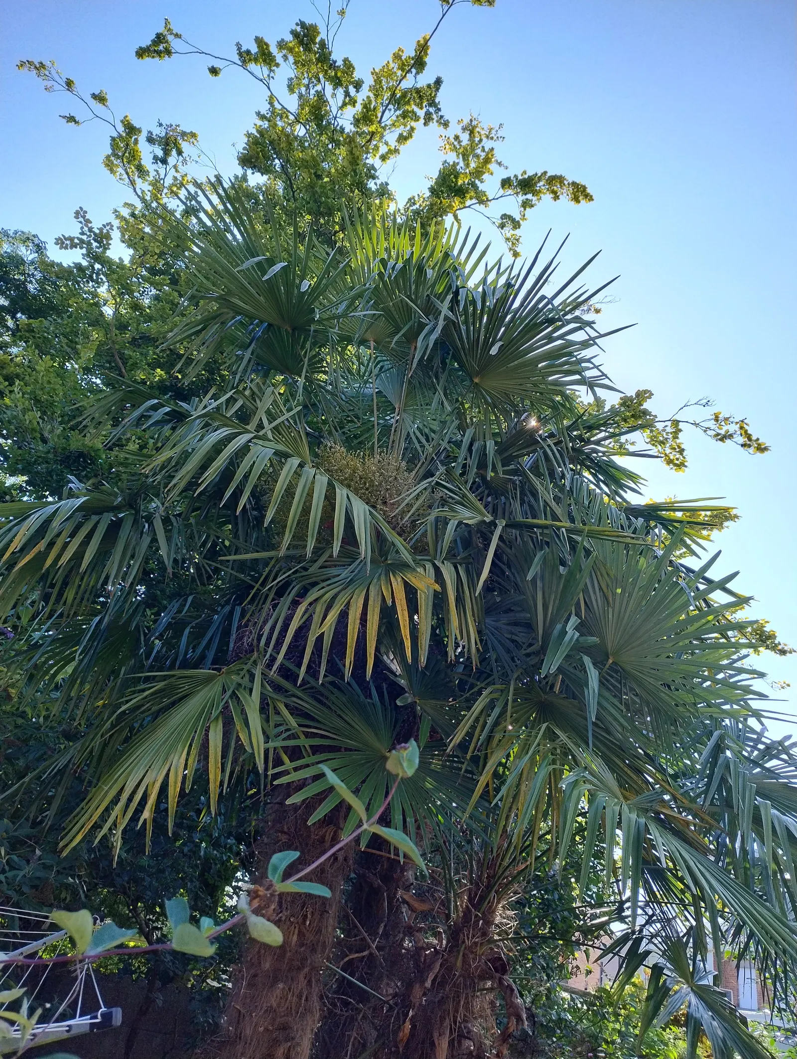 Windmill Palm (Trachycarpus Fortunei) — fibrous trunk which typically grows to heights of 10 to 40 feet; making it suitable for USDA zones 7b, image 60