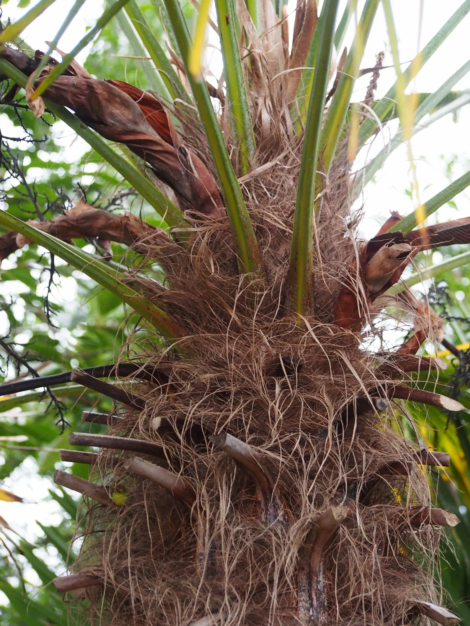 Windmill Palm (Trachycarpus Fortunei) — This palm prefers full sun to partial shade and does well in various soil types; adding a tropical, image 68