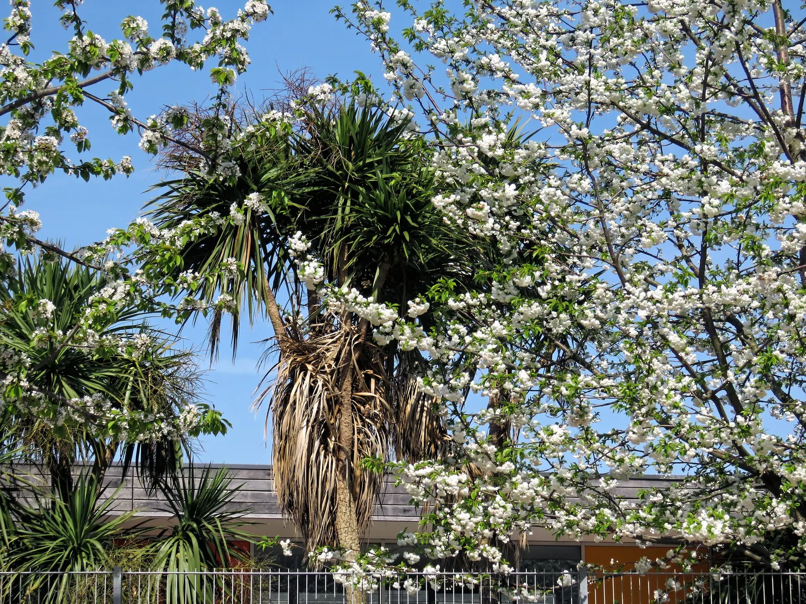 Windmill Palm (Trachycarpus Fortunei) — the Windmill Palm can withstand temperatures as low as 5&deg;F to 10&deg;F; this palm is characterized by a, image 66