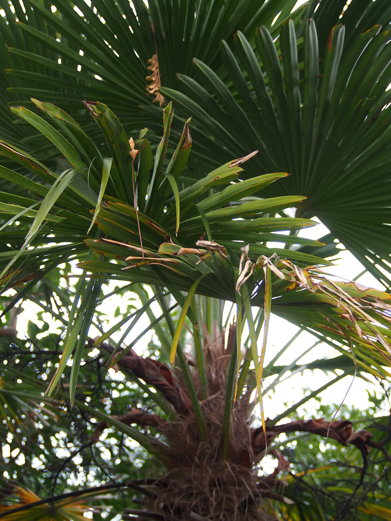 Windmill Palm (Trachycarpus Fortunei) — Its trunk is covered with a loose mat of coarse gray or brown fiber from which its fan-shaped; requiring, image 62