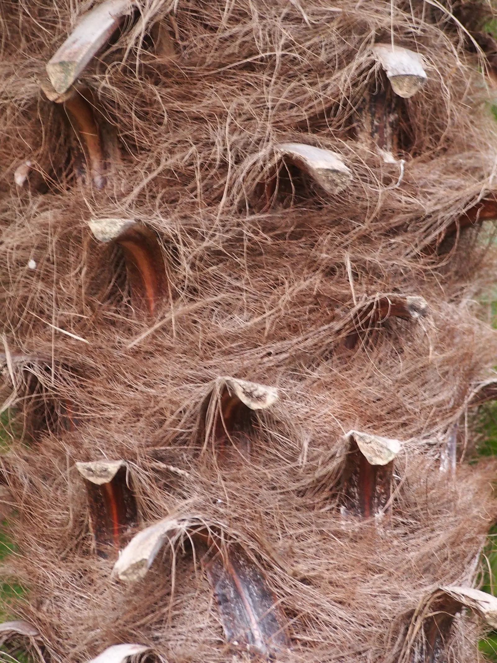 Windmill Palm (Trachycarpus Fortunei) — making it suitable for USDA zones 7b through 11; the Windmill Palm can withstand temperatures as low as, image 67