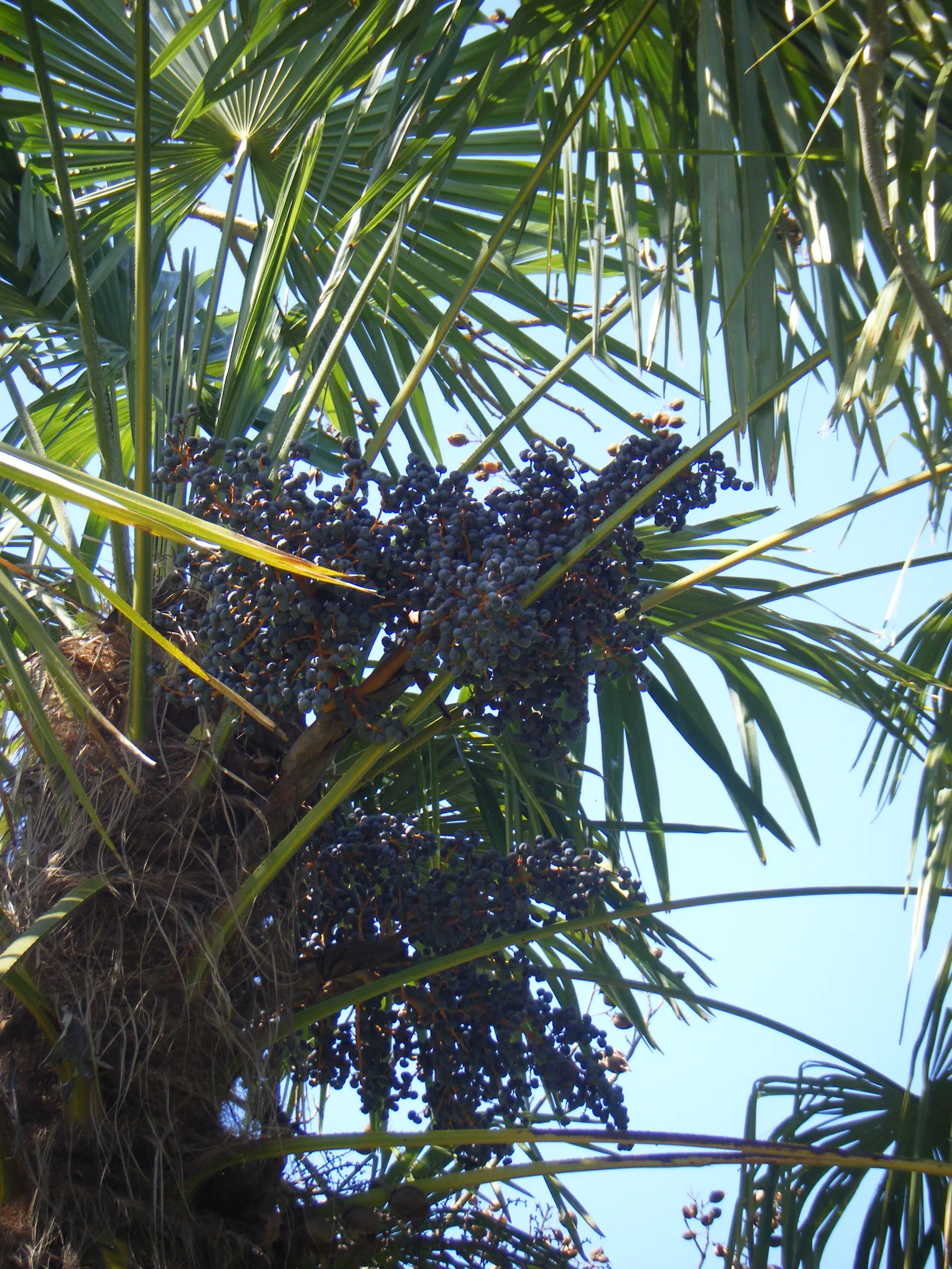Windmill Palm (Trachycarpus Fortunei) — is a hardy and versatile specimen ideal for adding a touch of the tropics to more temperate landscapes; its, image 83