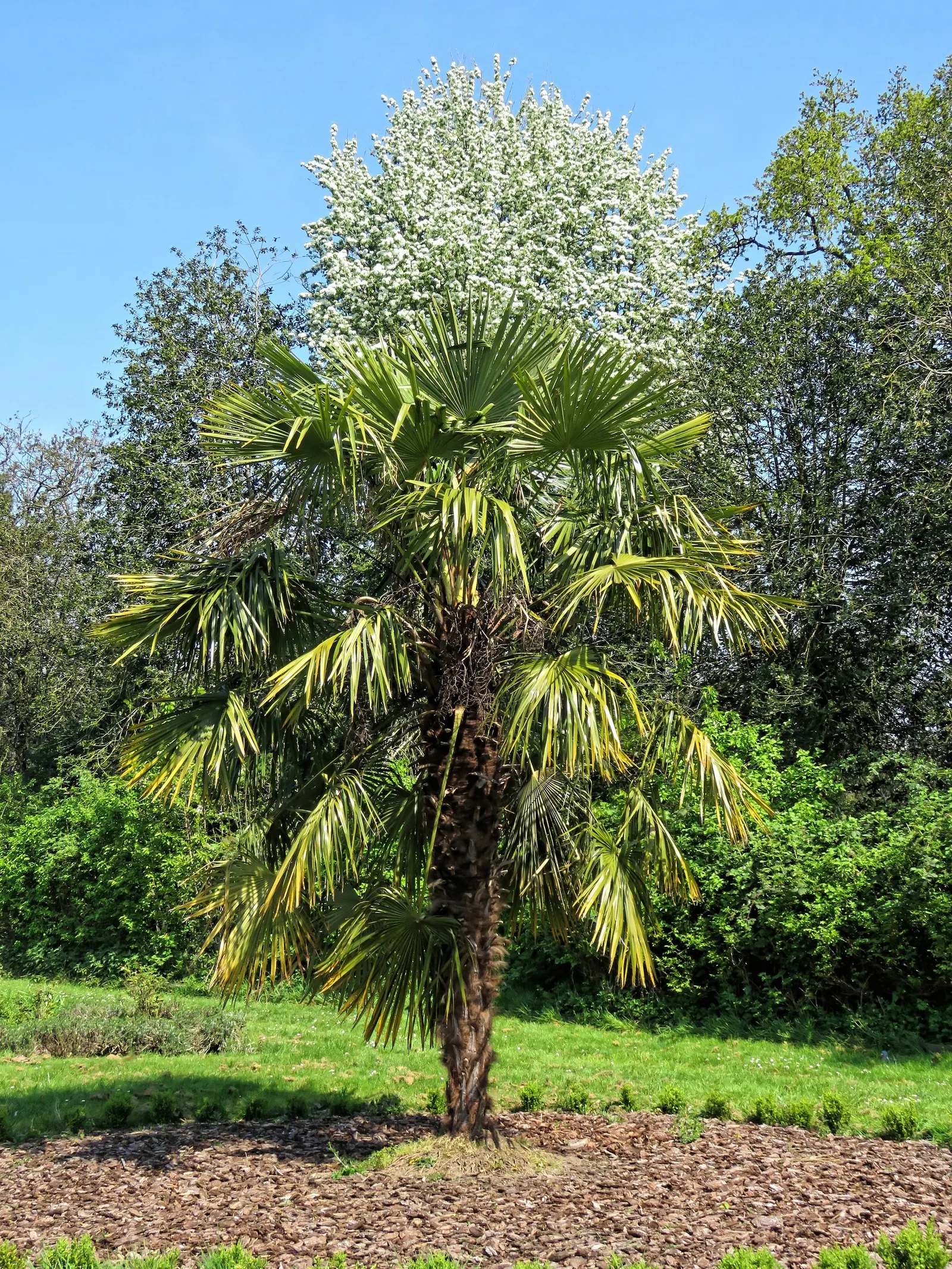 Windmill Palm (Trachycarpus Fortunei) — Each leaf spans roughly 3 feet across, image 63