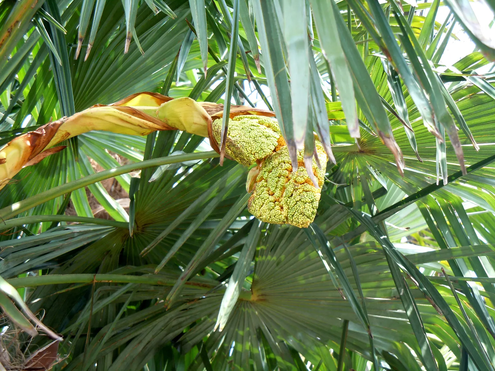 Windmill Palm (Trachycarpus Fortunei) — Its trunk is covered with a loose mat of coarse gray or brown fiber from which its fan-shaped; requiring, image 87