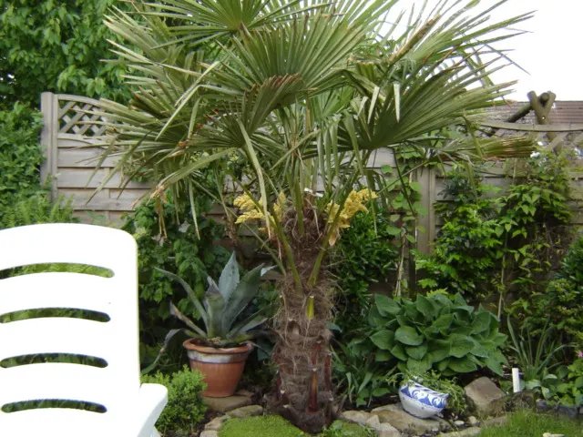 Windmill Palm (Trachycarpus Fortunei) — Each leaf spans roughly 3 feet across, image 88