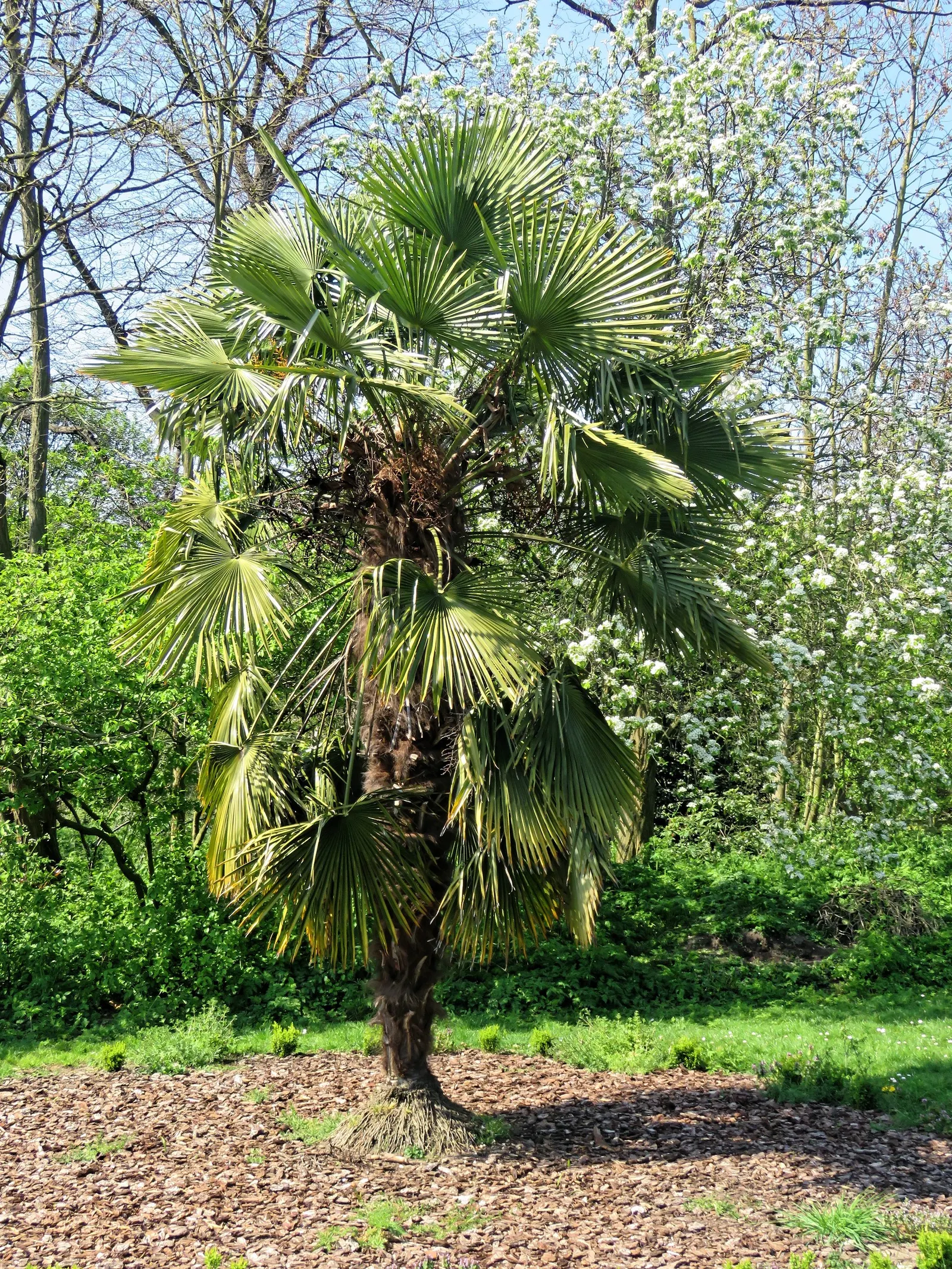 Windmill Palm (Trachycarpus Fortunei) — reminiscent of a windmill - hence the name.<br><br>Being one of the more cold-tolerant palms; with a, image 65
