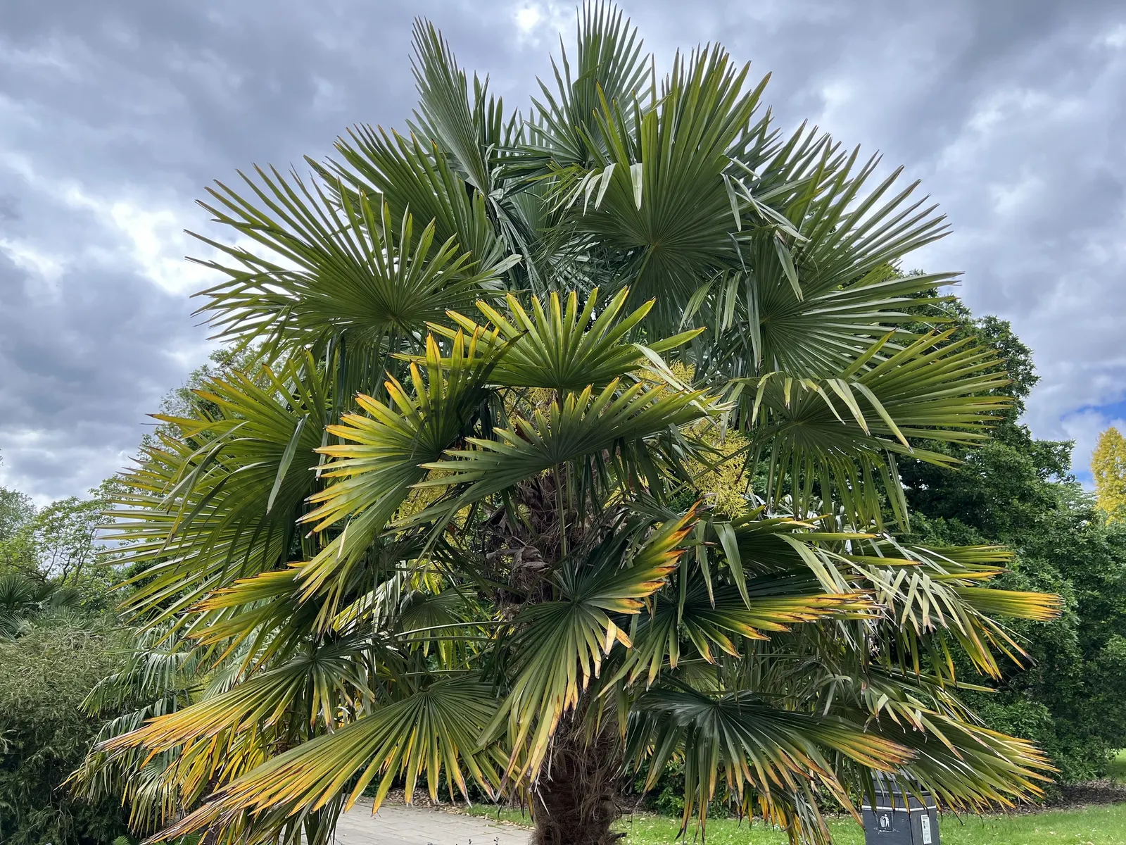 Windmill Palm (Trachycarpus Fortunei) — arranged circularly at the top of the single trunk; regular watering is essential, image 64