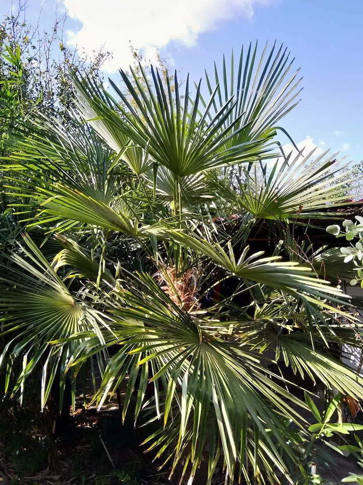 Windmill Palm (Trachycarpus Fortunei) — This palm thrives in USDA zones 7-11 and prefers partial to full sun; palm / tree for full or half, image 79