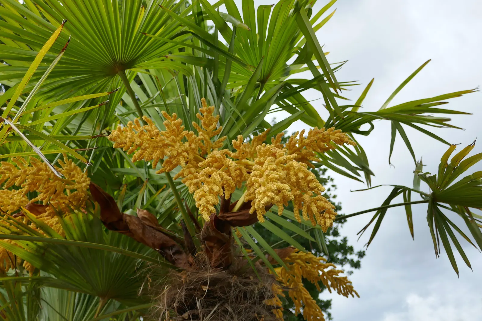 Windmill Palm (Trachycarpus Fortunei) — This palm prefers full sun to partial shade and does well in various soil types; adding a tropical, image 93