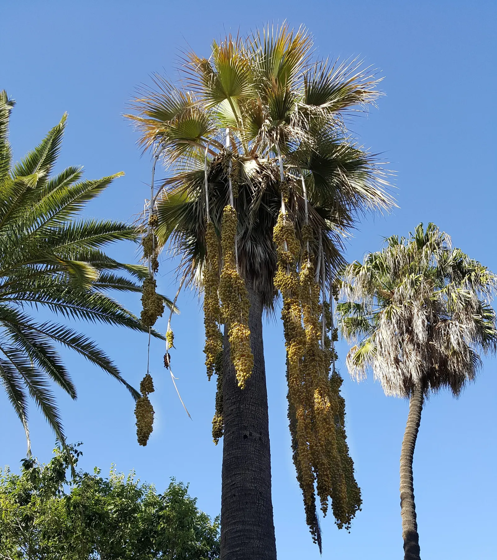 Windmill Palm (Trachycarpus Fortunei) — adding a tropical aesthetic with relatively minimal maintenance; is a hardy and versatile specimen ideal, image 73