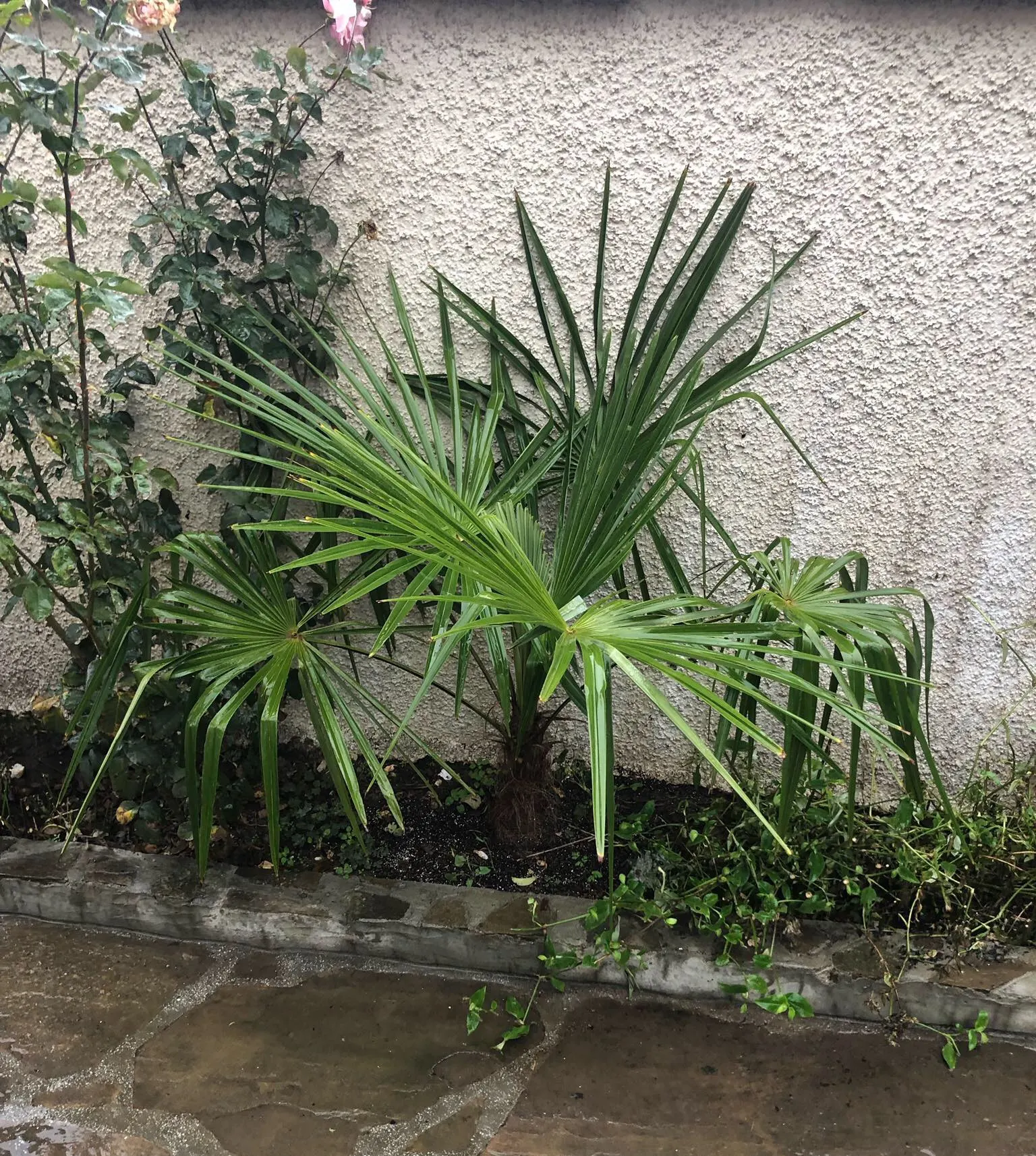 Windmill Palm (Trachycarpus Fortunei) — is a hardy and versatile specimen ideal for adding a touch of the tropics to more temperate landscapes; its, image 58