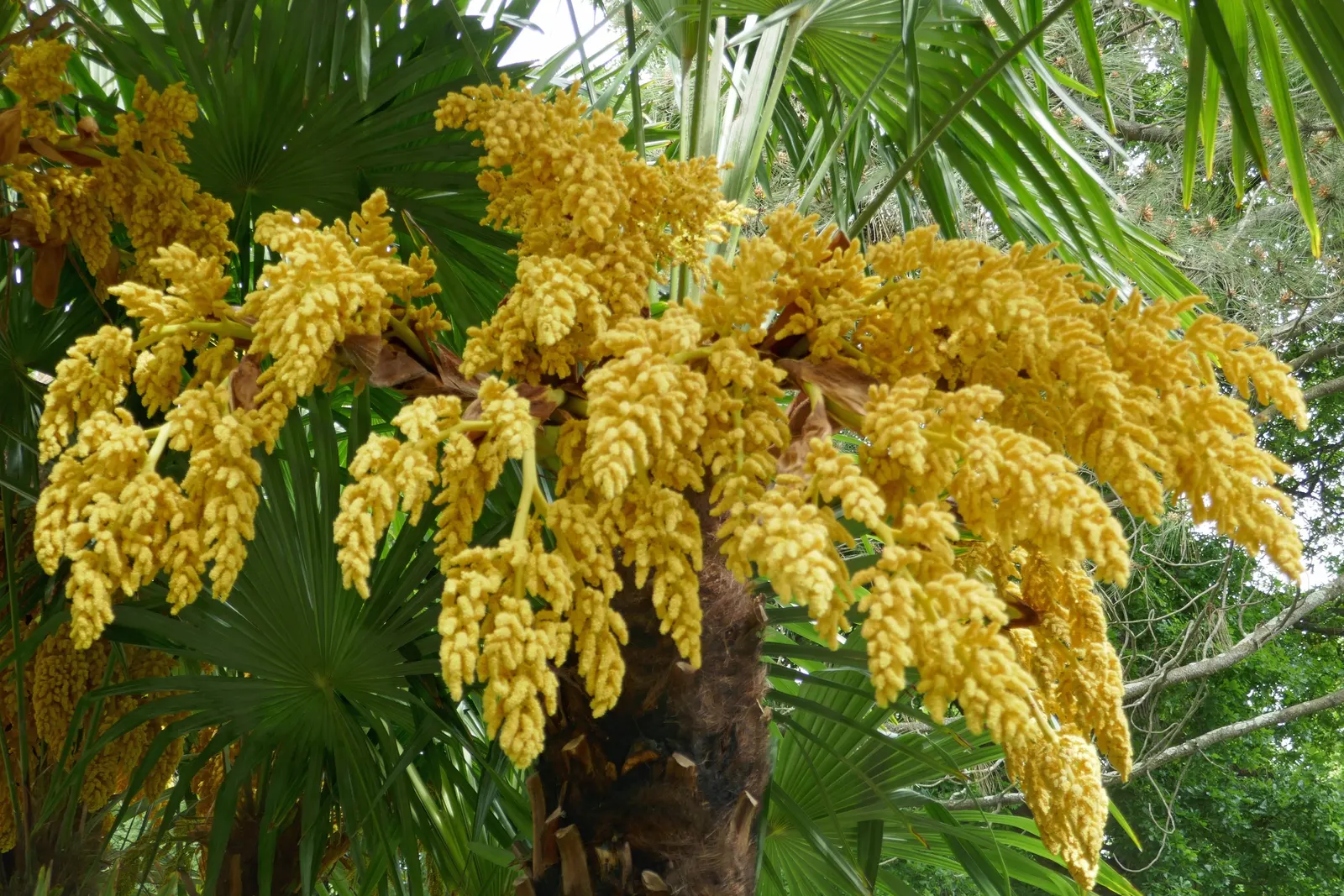 Windmill Palm (Trachycarpus Fortunei) — This palm is characterized by a stout; fibrous trunk which typically grows to heights of 10 to 40 feet, image 84