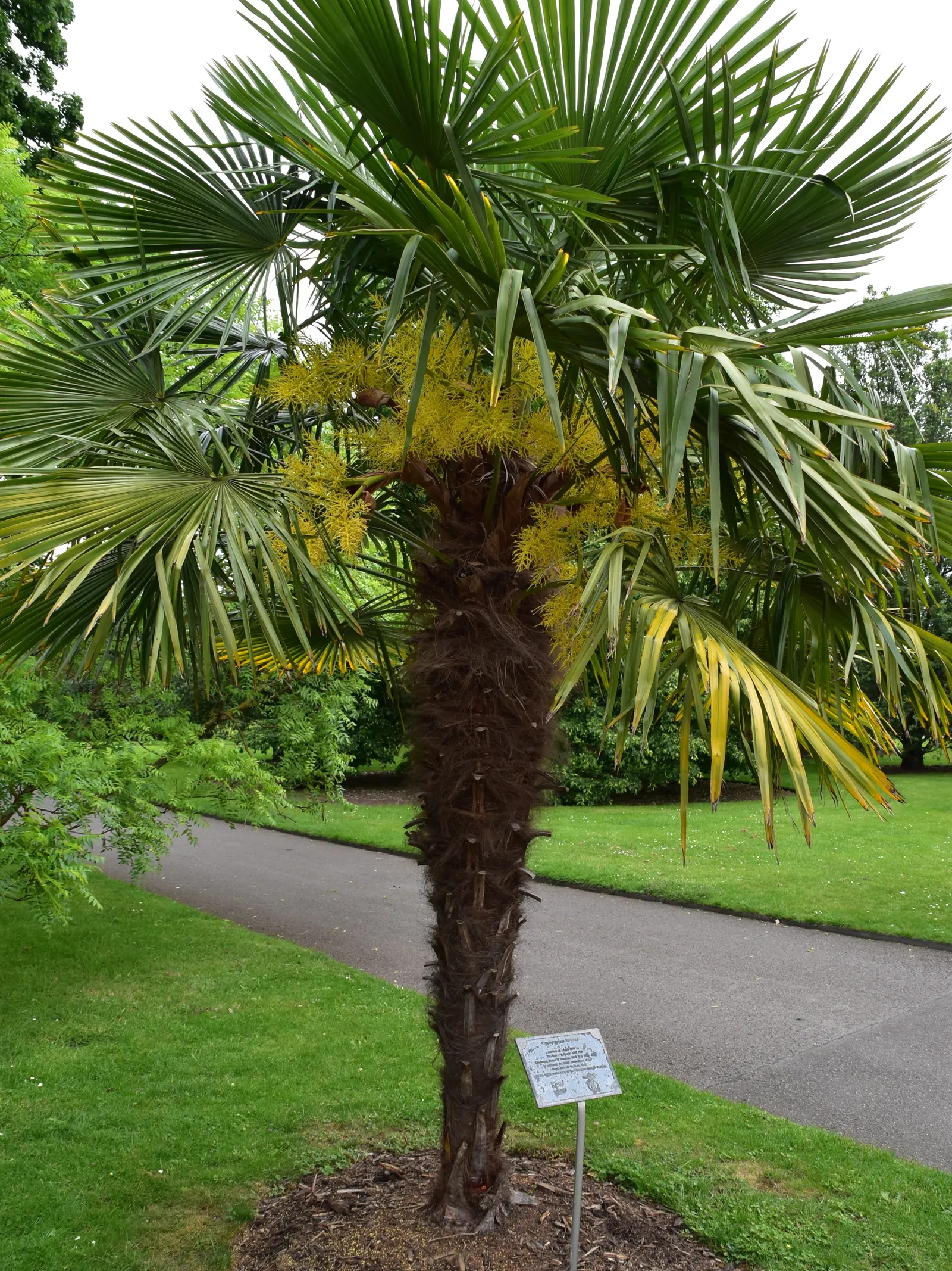 Windmill Palm (Trachycarpus Fortunei) — scientifically known as Trachycarpus fortunei; particularly in dry conditions, image 57