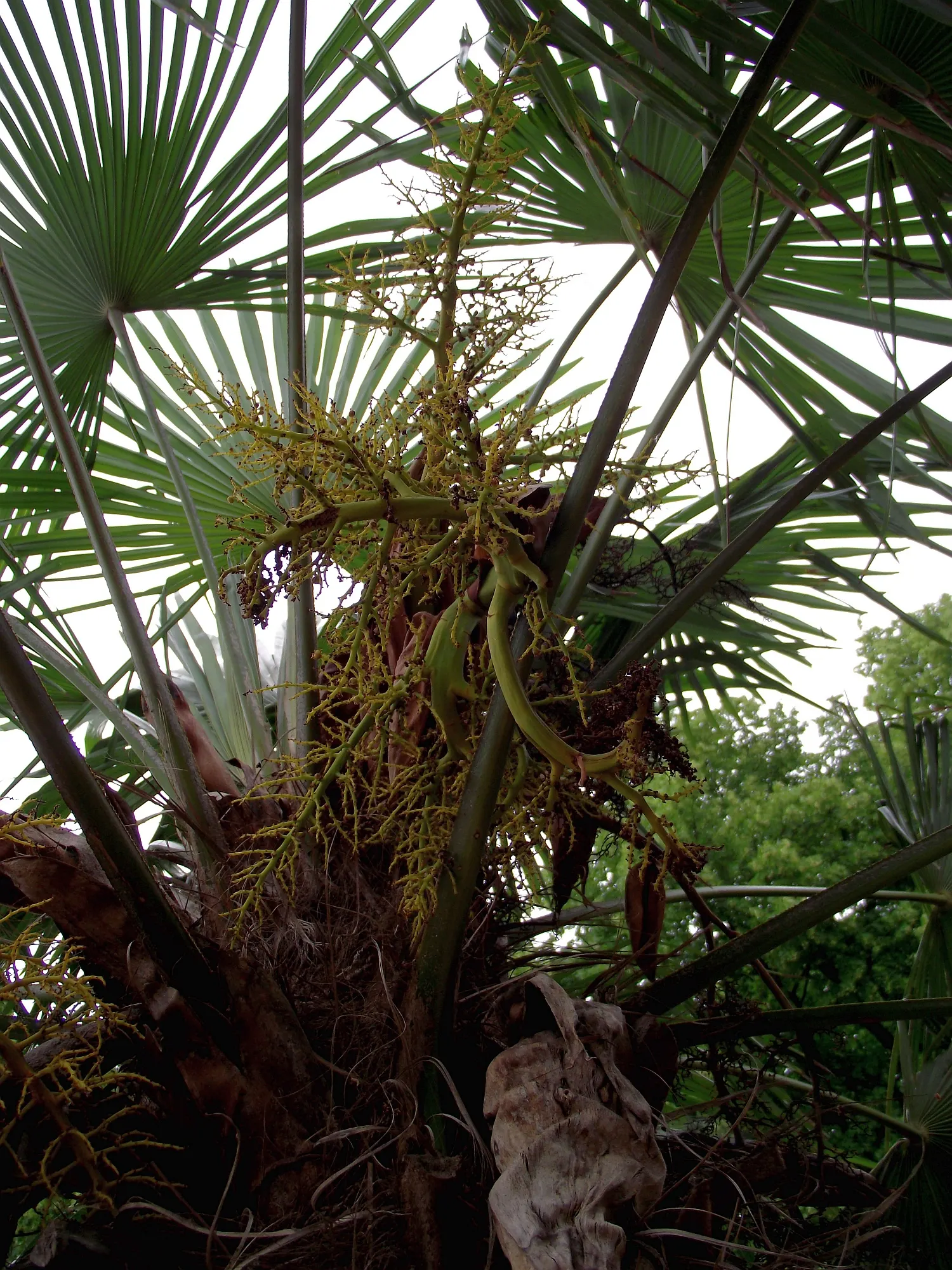 Windmill Palm (Trachycarpus Fortunei) — its resistance to pests and disease ensures that it remains a robust and appealing feature year-round, image 74