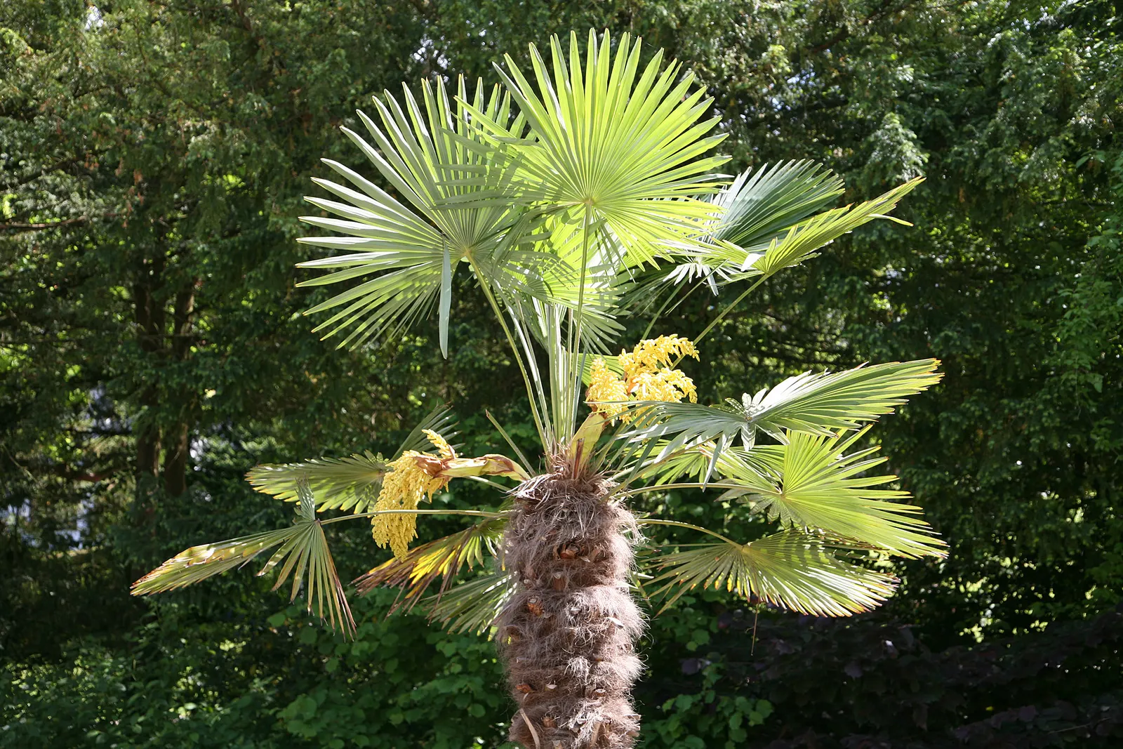 Windmill Palm (Trachycarpus Fortunei) — It's perfect for adding an exotic touch to temperate landscapes and is relatively low maintenance, image 55