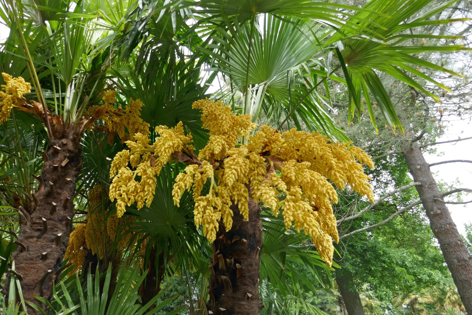 Windmill Palm (Trachycarpus Fortunei) — with some specimens reaching up to 20 inches in diameter; its resistance to pests and disease ensures that, image 86