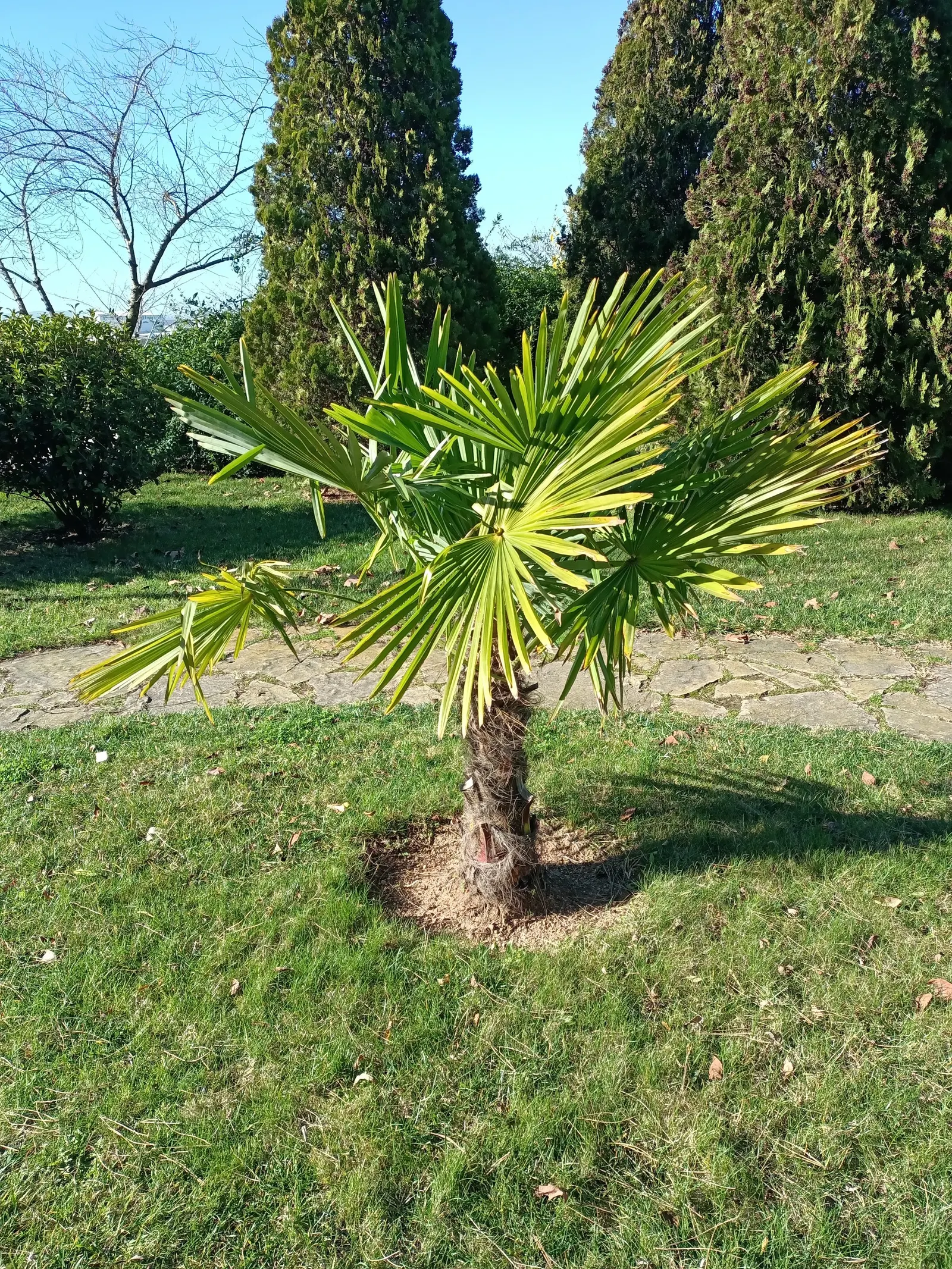 Windmill Palm (Trachycarpus Fortunei) — particularly in dry conditions; provided they are well-draining, image 71