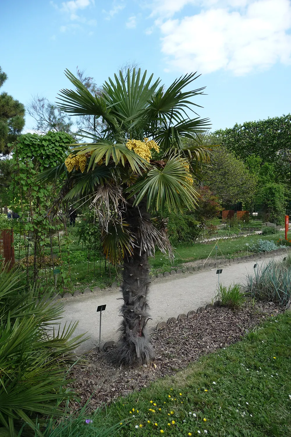 Windmill Palm (Trachycarpus Fortunei) — with a slender trunk reaching up to 40 feet tall; with some specimens reaching up to 20 inches in diameter, image 77